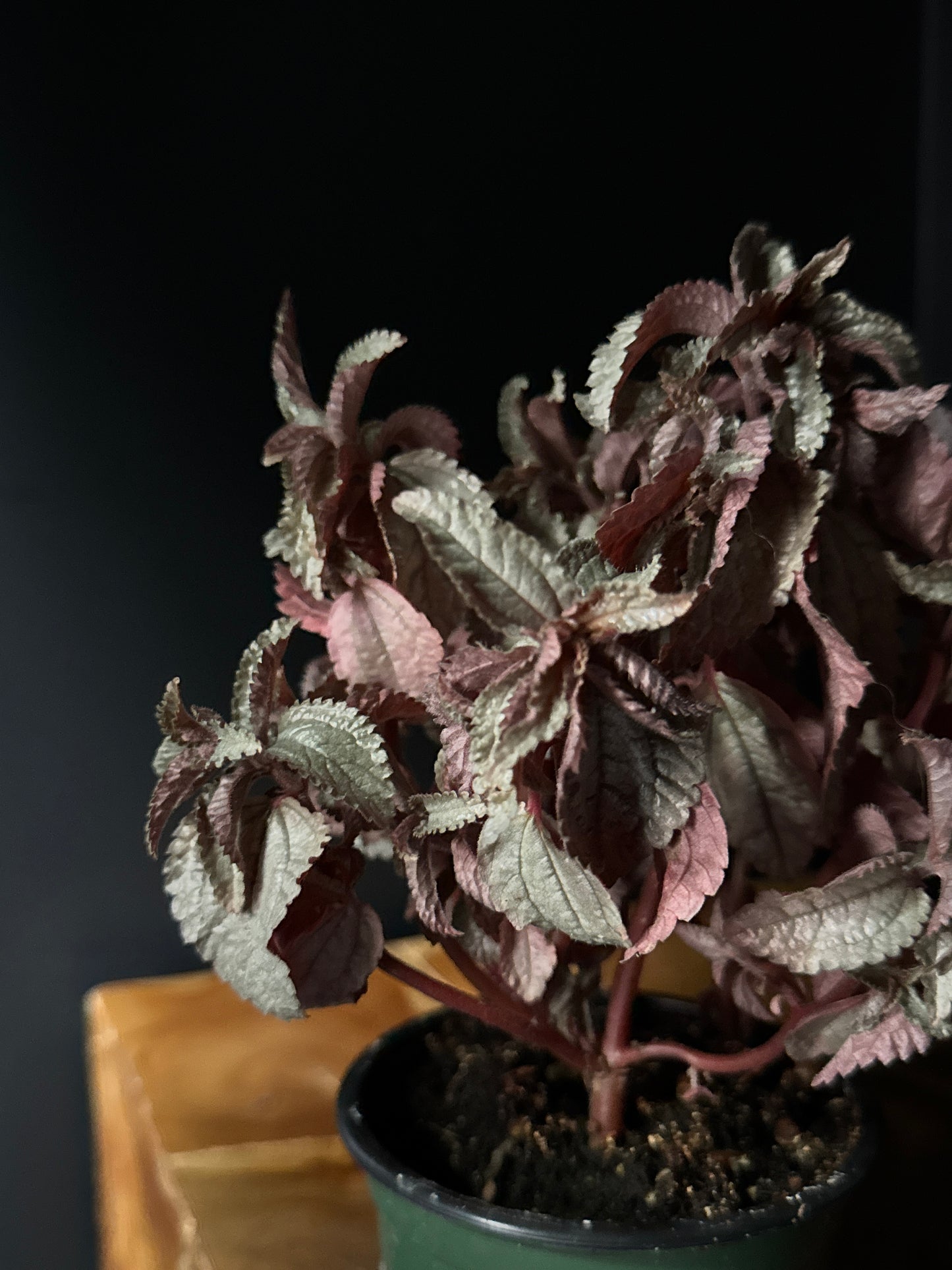 Pilea-Cadierei-Ellen (Pilea cadierei 'Ellen')