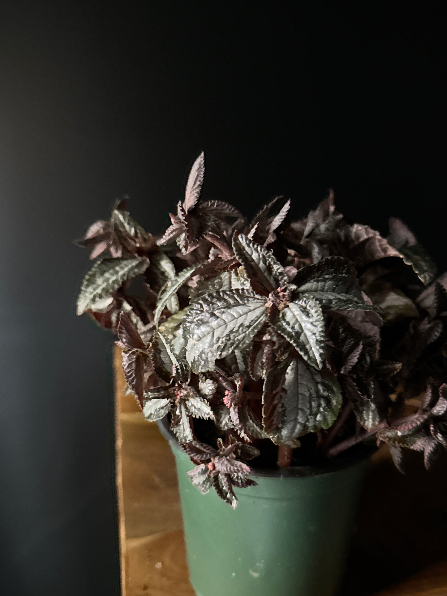 Pilea-Silver Tree (Pilea spruceana 'Silver Tree')
