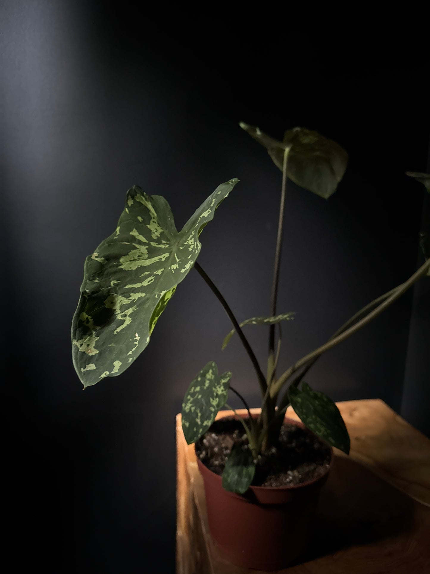Close-up of a potted alocasia hilo beauty plant with speckled light green leaves on a dark background