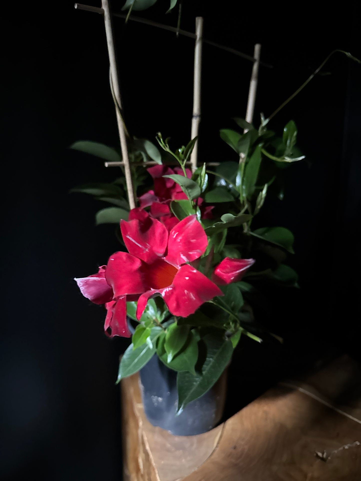 Mandevilla
