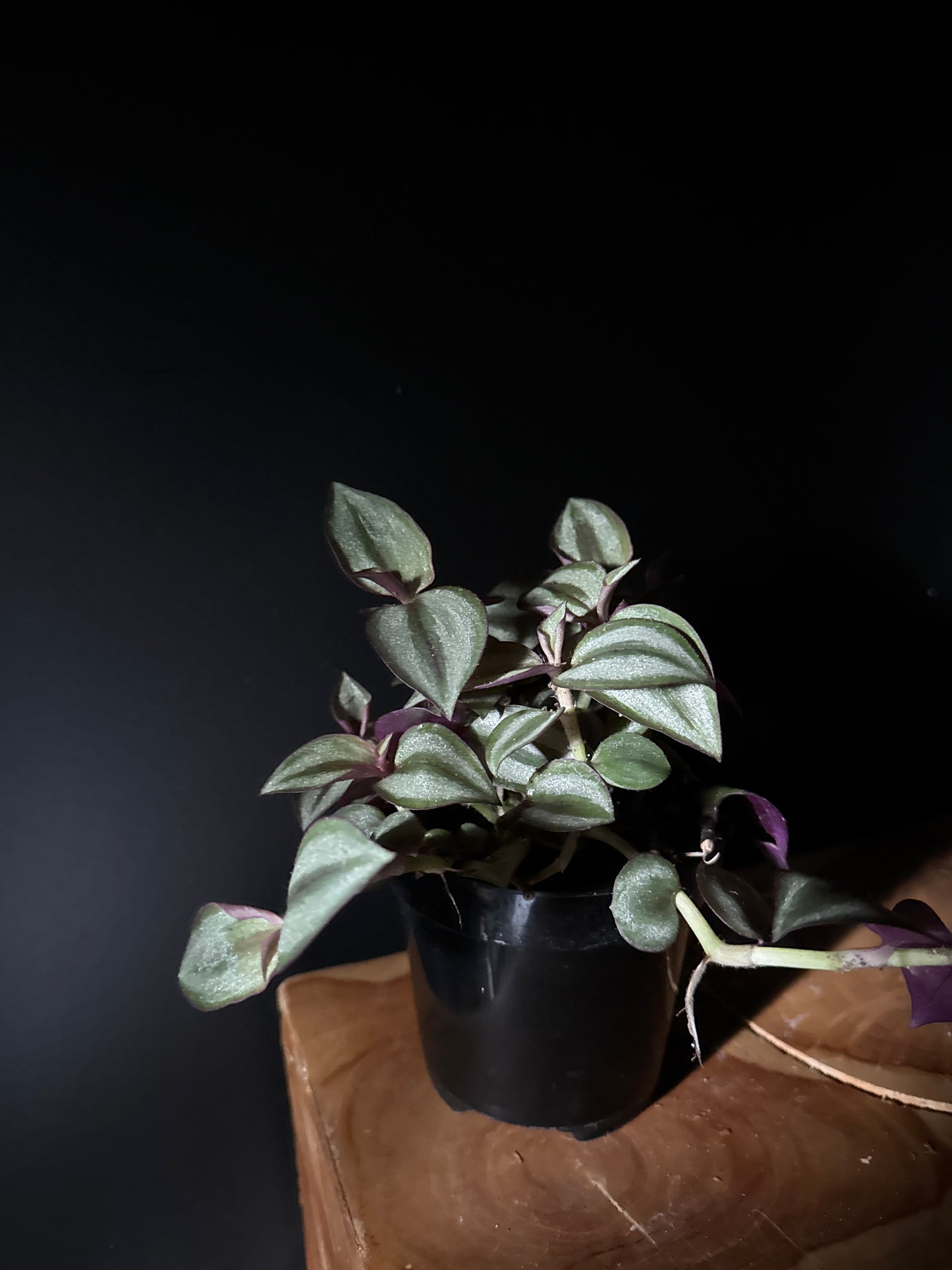 Tradescantia-Purple Inch (Tradescantia zebrina 'Purple Inch')