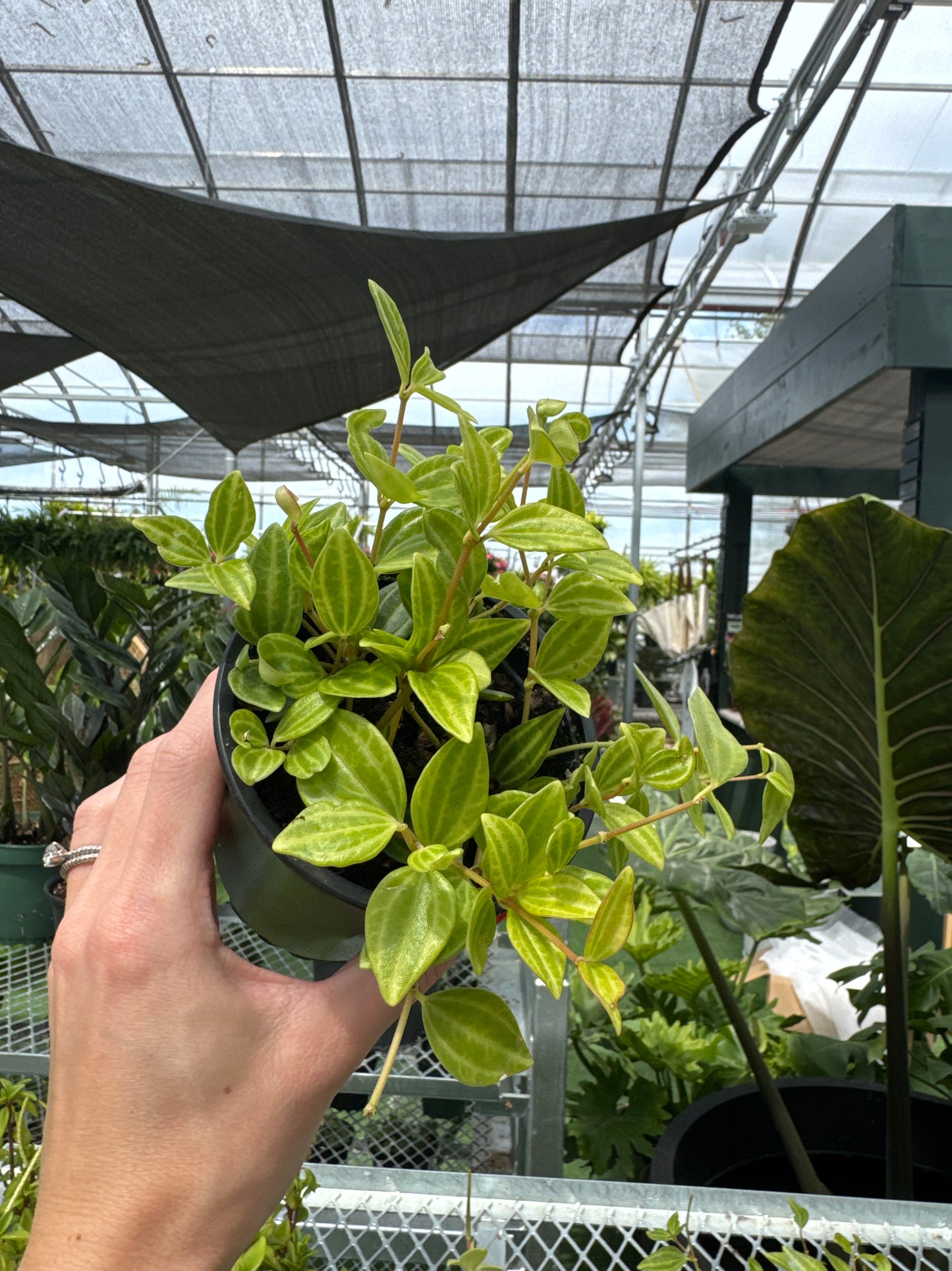 Peperomia angulata (Peperomia quadrangularis)