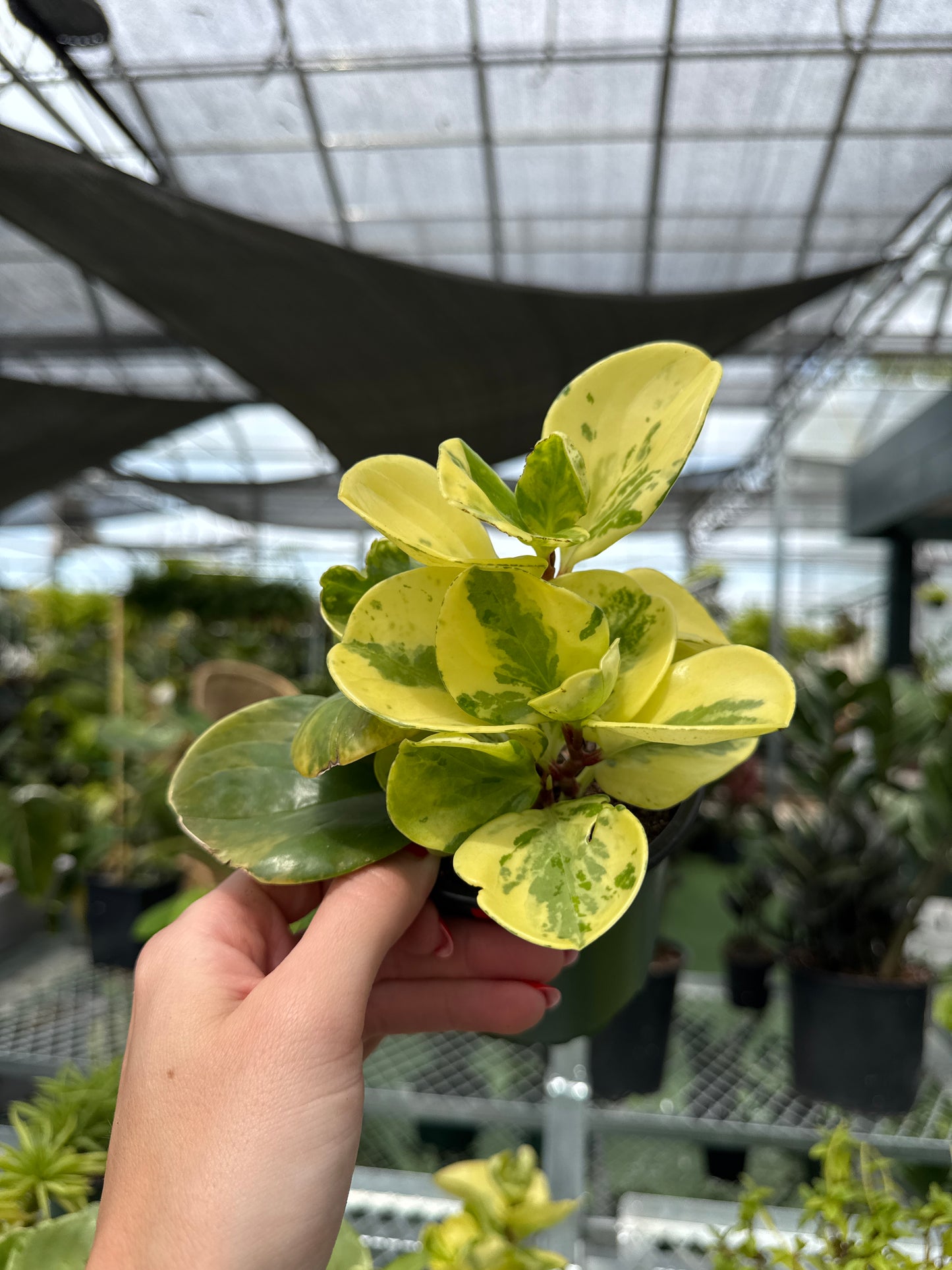 Peperomia Pepperface Marble