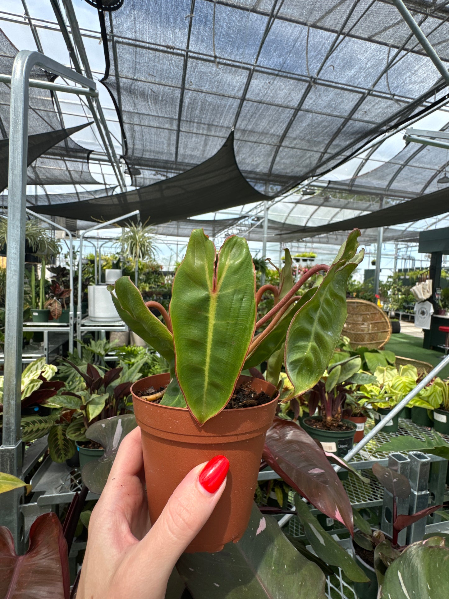 Philodendron Billietiae