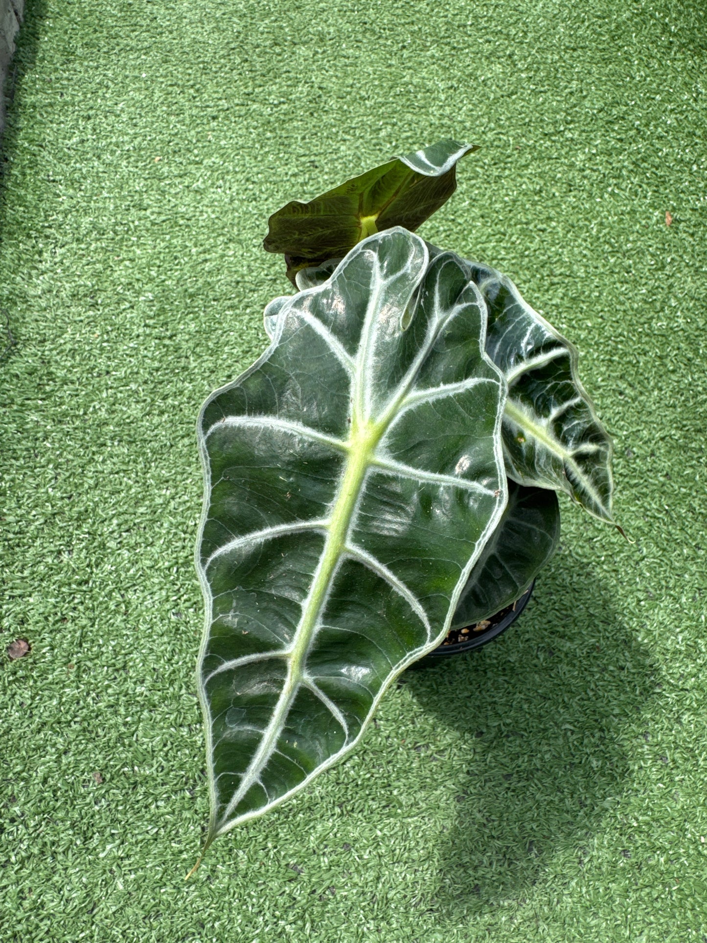 African mask plant on a textured green grass surface