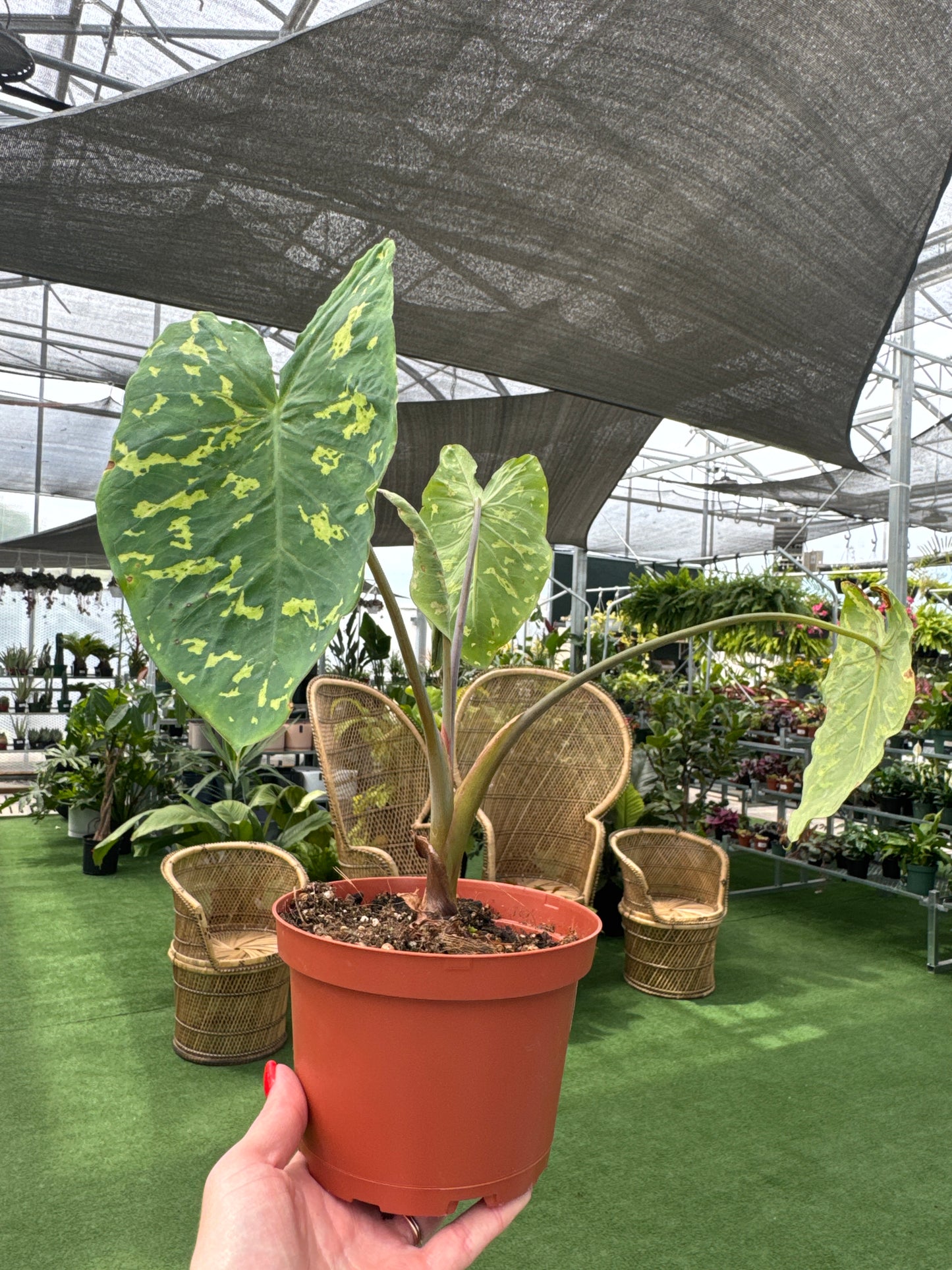 Person holding a potted alocasia hilo beauty plant with speckled light green leaves in a greenhouse setting