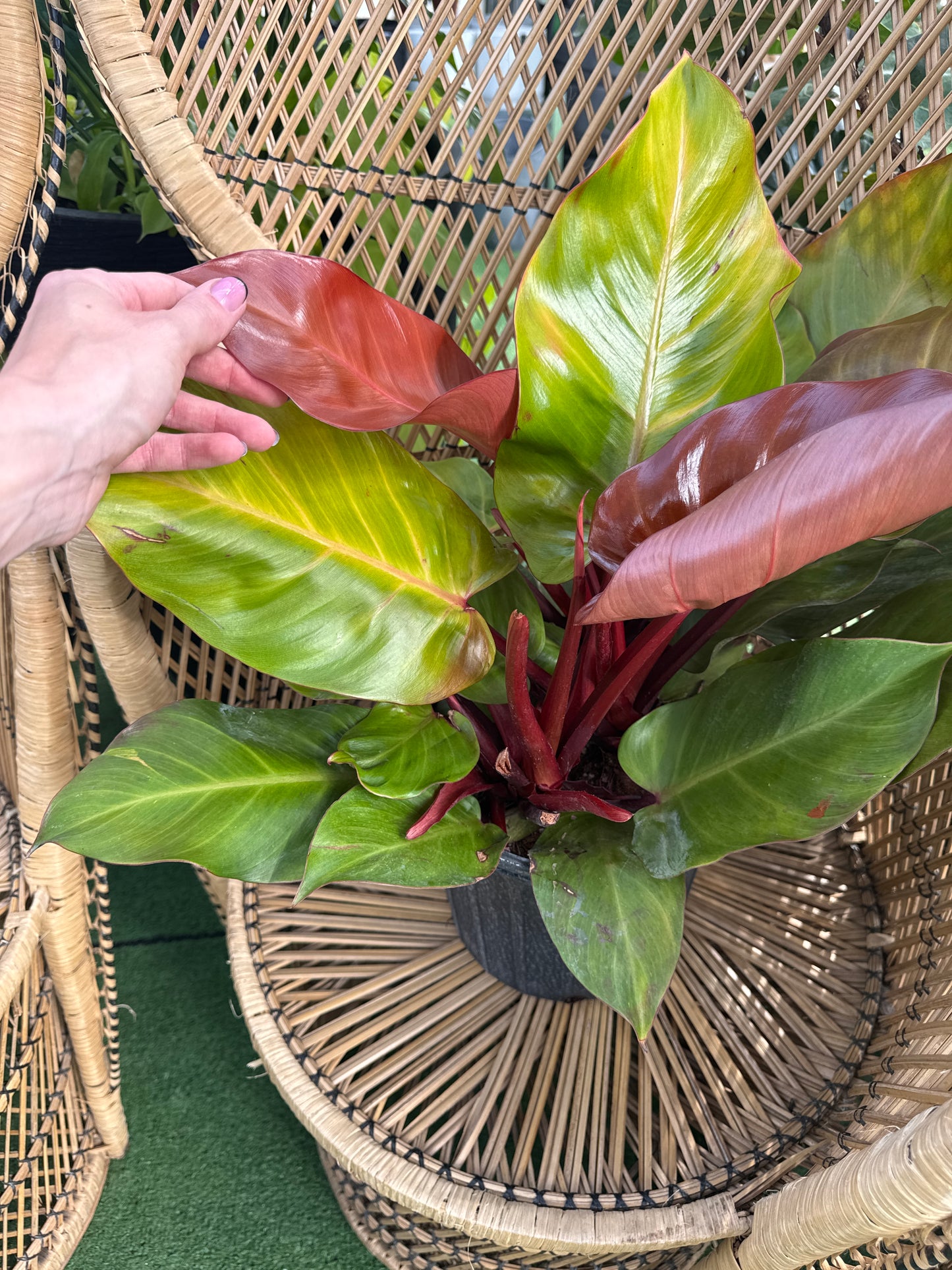 Finale du Philodendron McColley