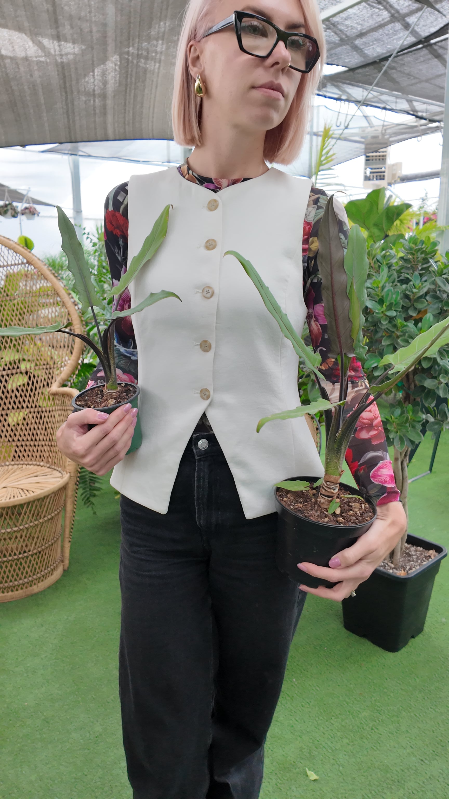 purple sword philodendron Alocasia Purple Sword (Alocasia lauterbachiana) – Urbane Eight Inc