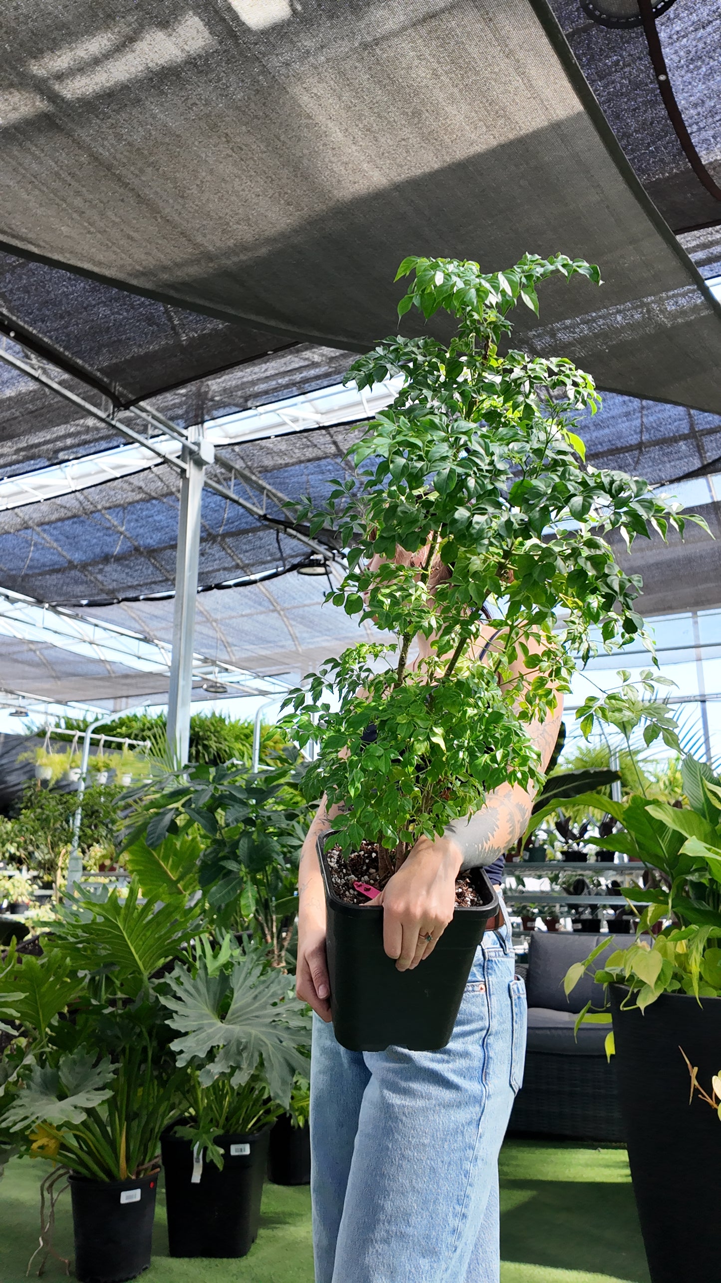 buisson de poupée chinoise