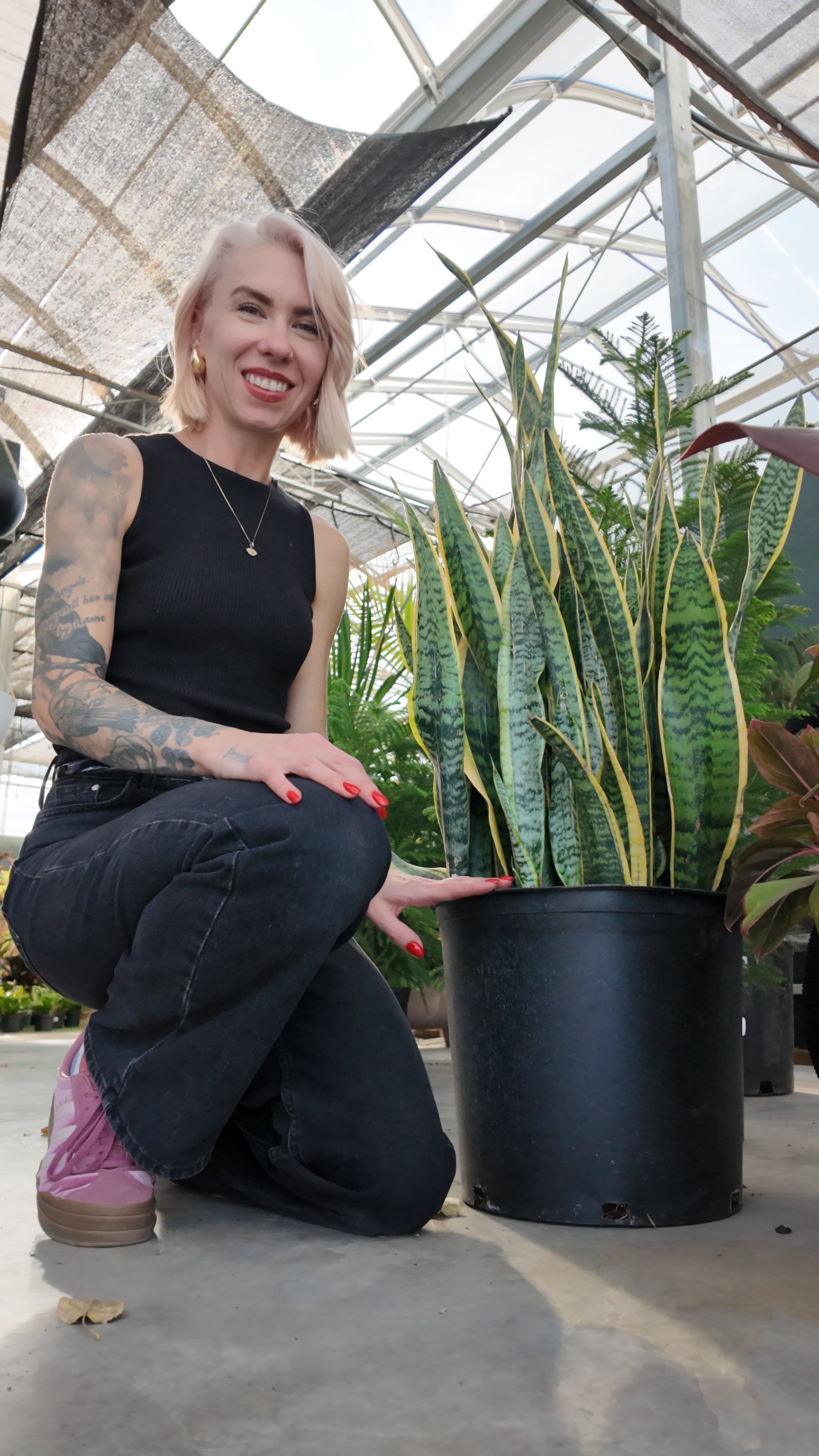 sansevieria trifasciata variegata Variegated Snake Plant