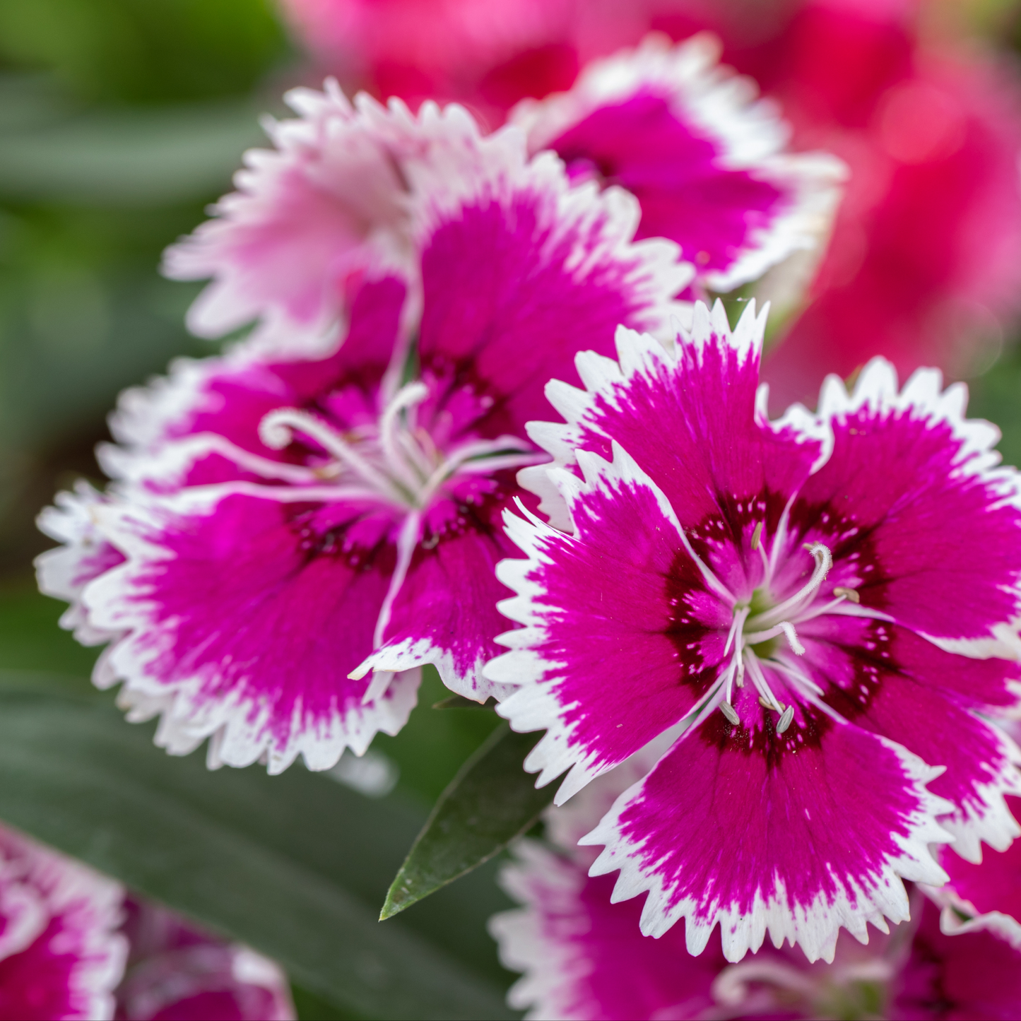 a close up of two bright pink dianthus sweet dusty flamingo flowers with white edges in an outdoor garden setting