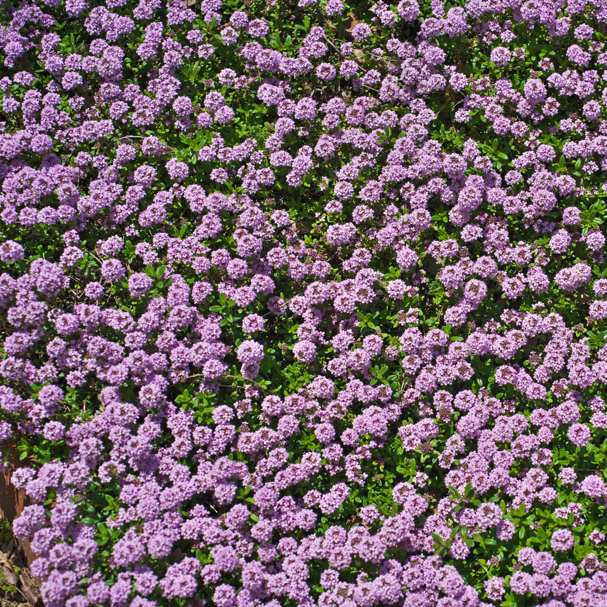 A dense patch of small purple elfin dwarf creeping thyme flowers with green foliage covering the frame.