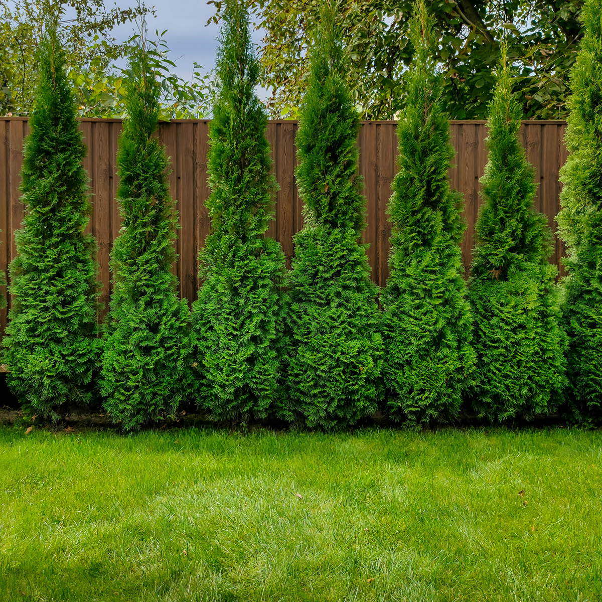 many pine like leafy emerald cedar arborvitae trees in an outdoor setting against a wooden fence