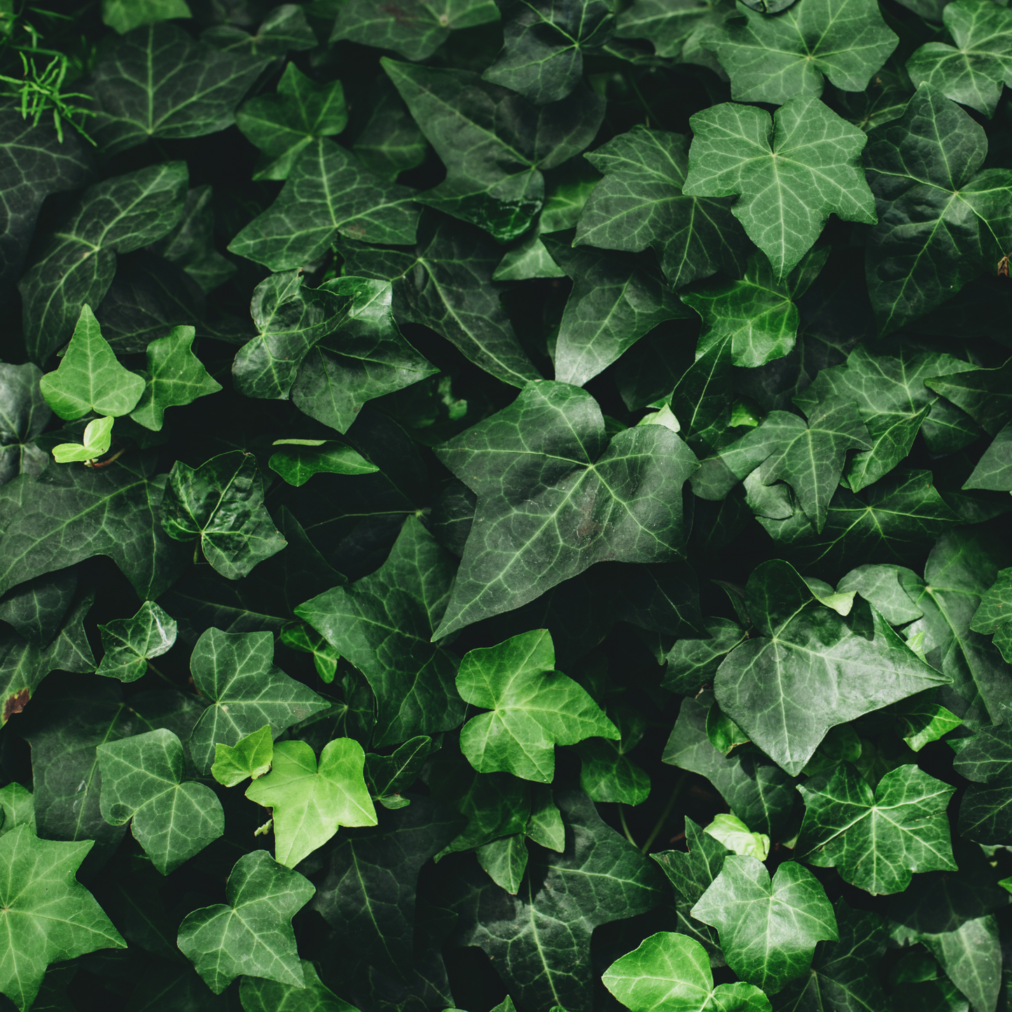 many dark and light green arrow shaped leaved with light veining of English ivy