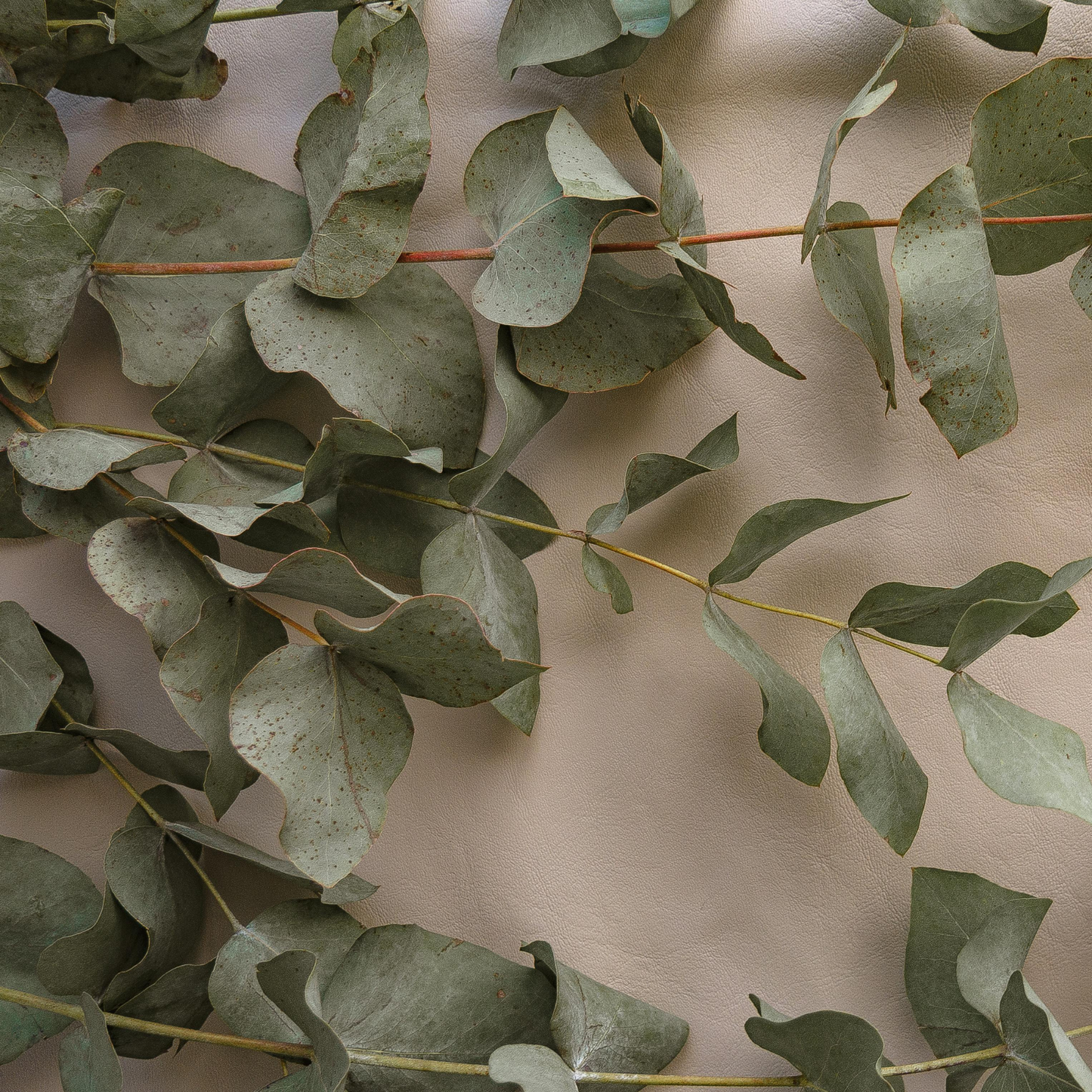 many stems of pale green eucalyptus on a beige background