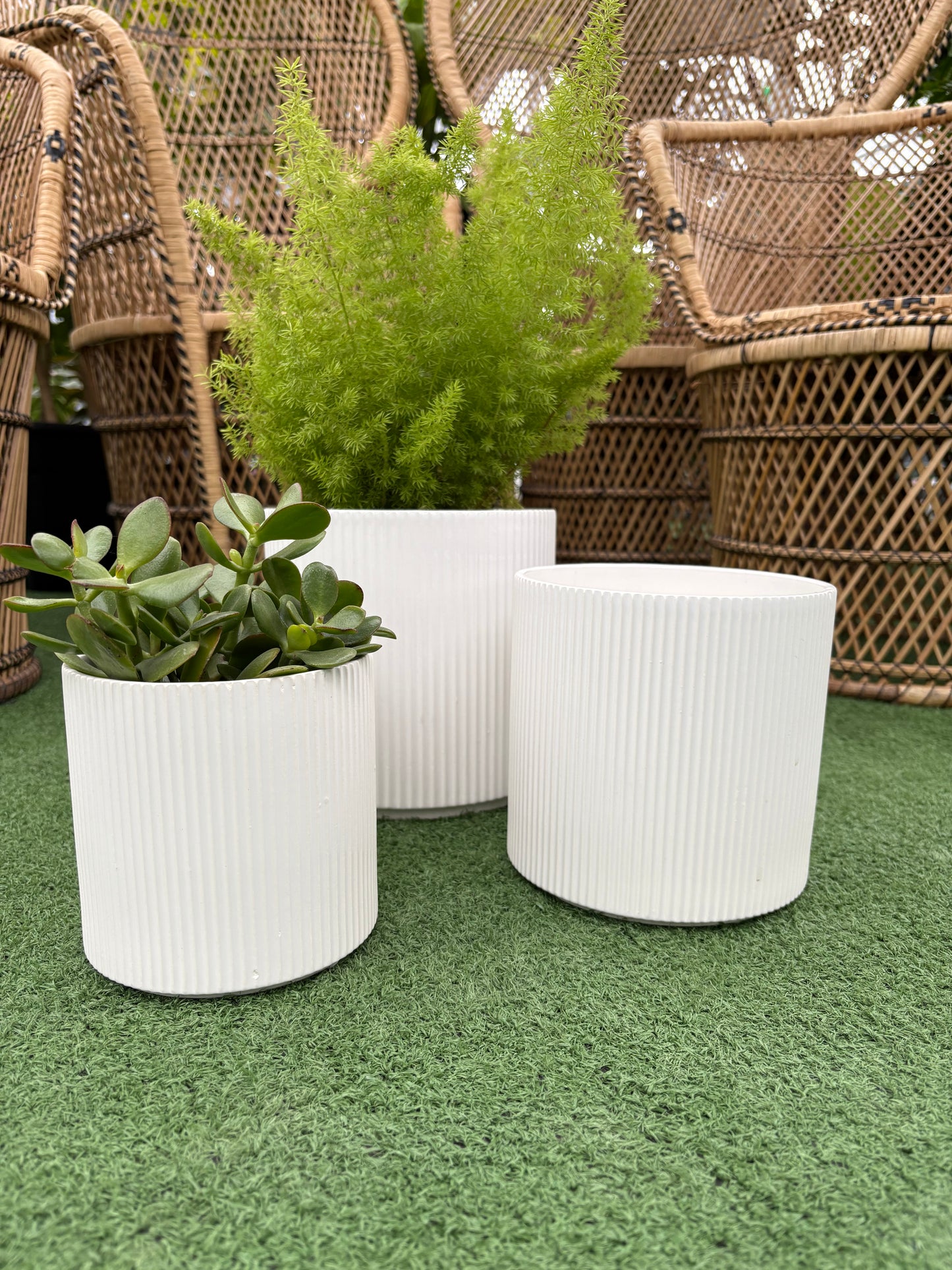 three Evelyn White Fluted Pots with plants in them in front of blurred background on grass like surface