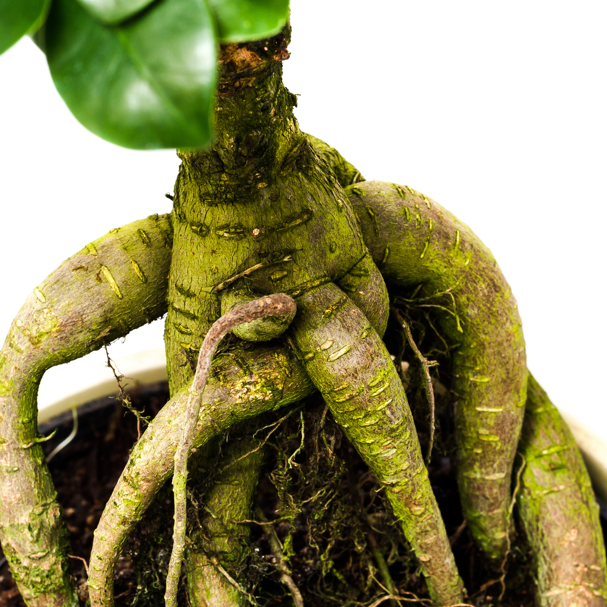 a close up of the exposed root system of an exposed root ficus bonsai plant in a pot against a white background