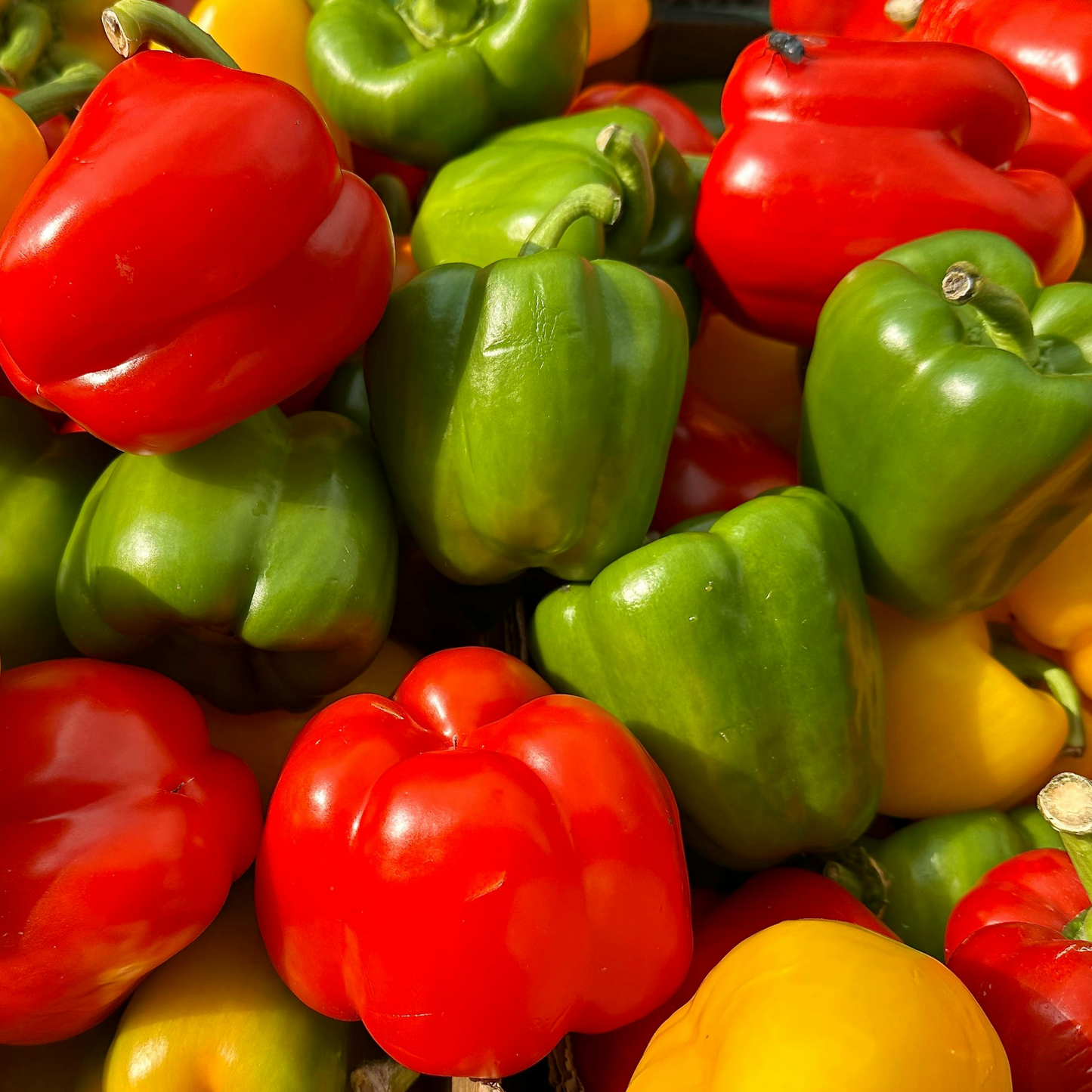 a large pile of bright green read and yellow flavorburst bell peppers with green stems