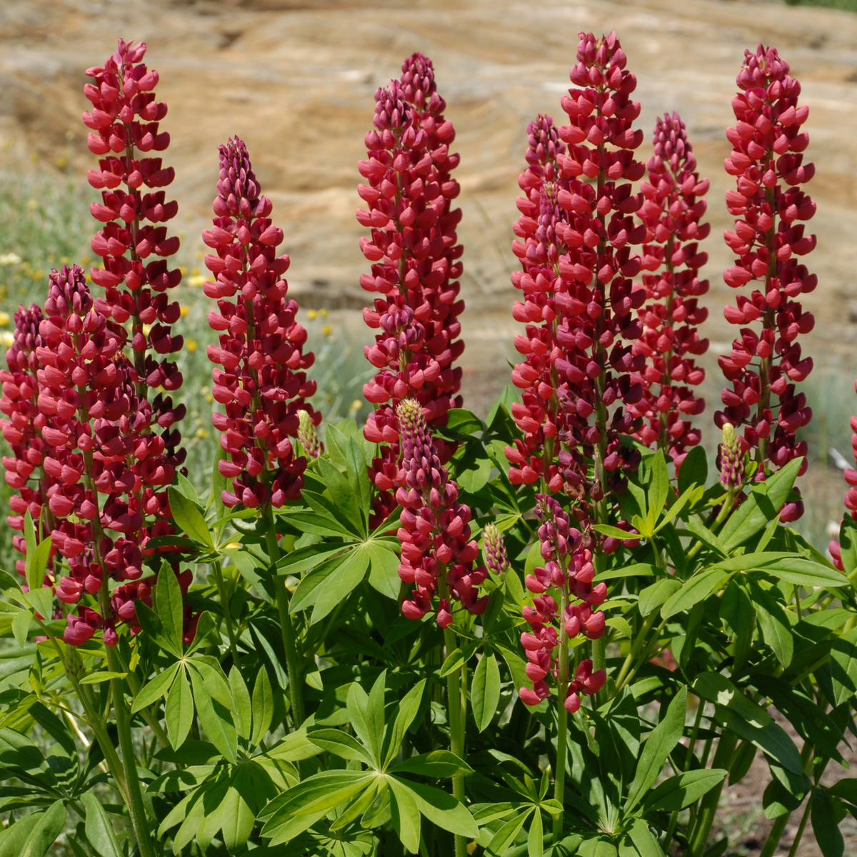 Vibrant gallery red dwarf lupin flower spikes with green palmate leaves growing outdoors against a blurred tan and green natural background.