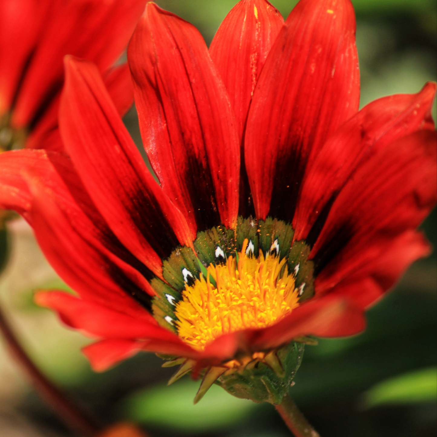 A close-up of a bright red gazania new day red shades flower with dark maroon streaks in the petals and a yellow-orange center, photographed outdoors against a blurred green background.
