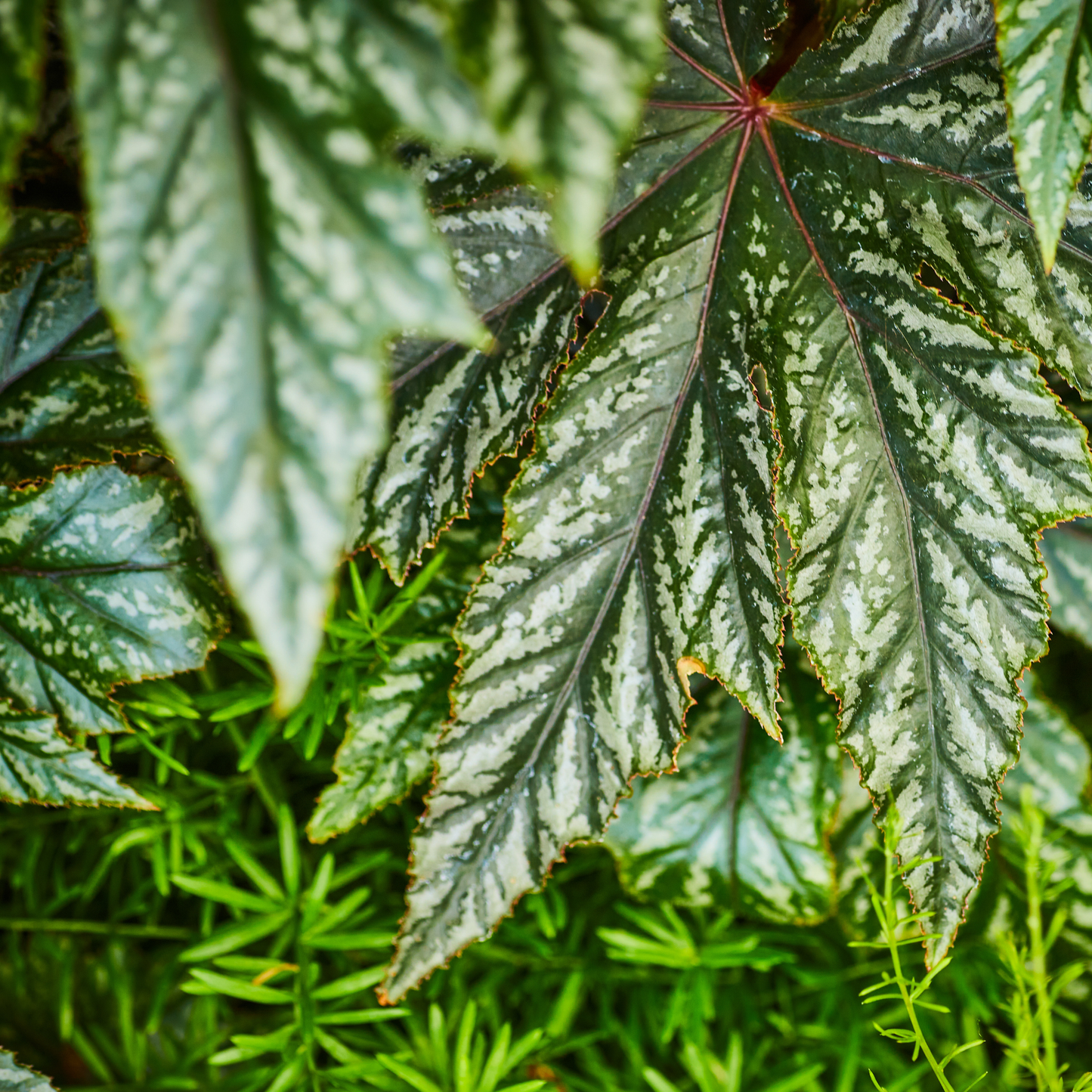 a close up of the green and silver serrated leaves of a gryphon begonia in an outdoor garden setting