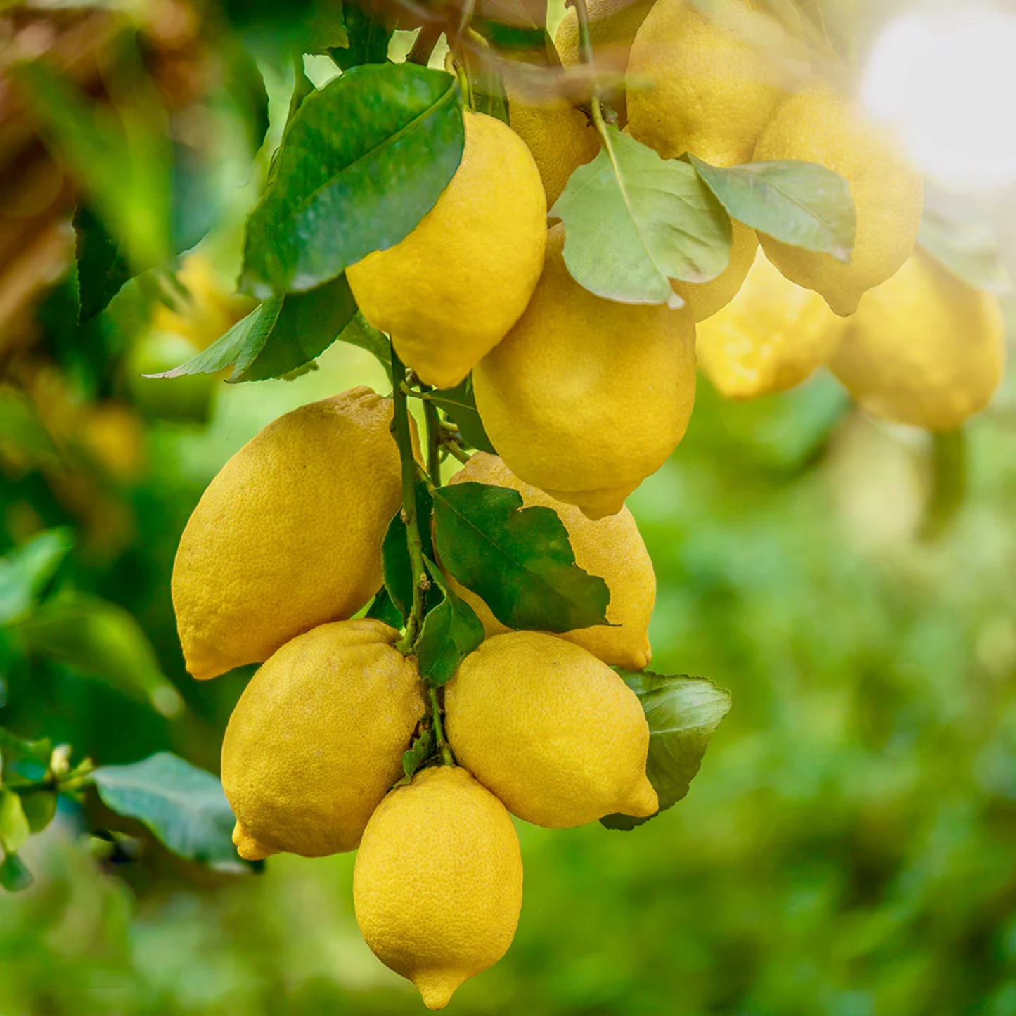 a bunch of yellow Harvey lemons growing from a tree