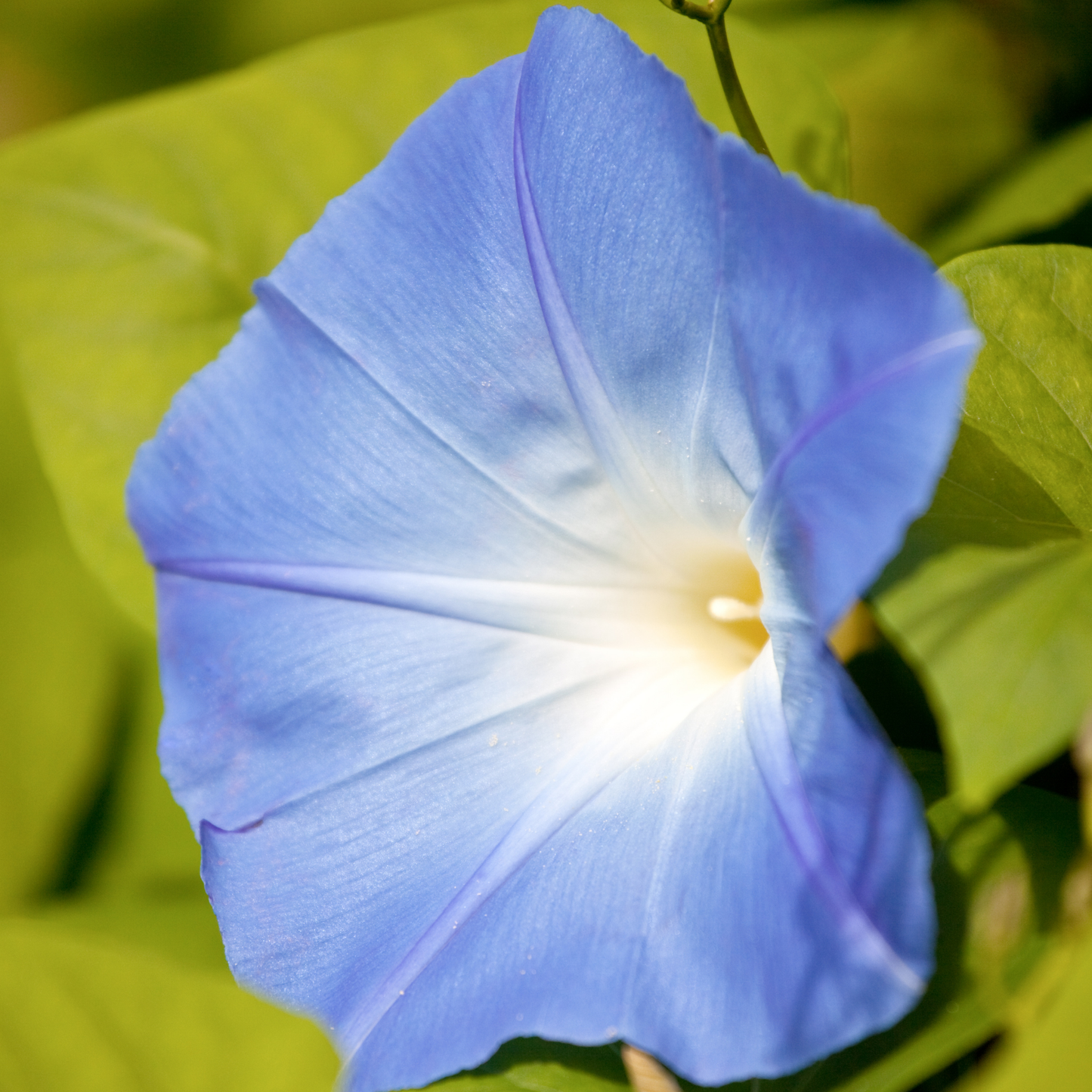 a pale blue heavenly blue morning glory flower with a white centre amongst leaves