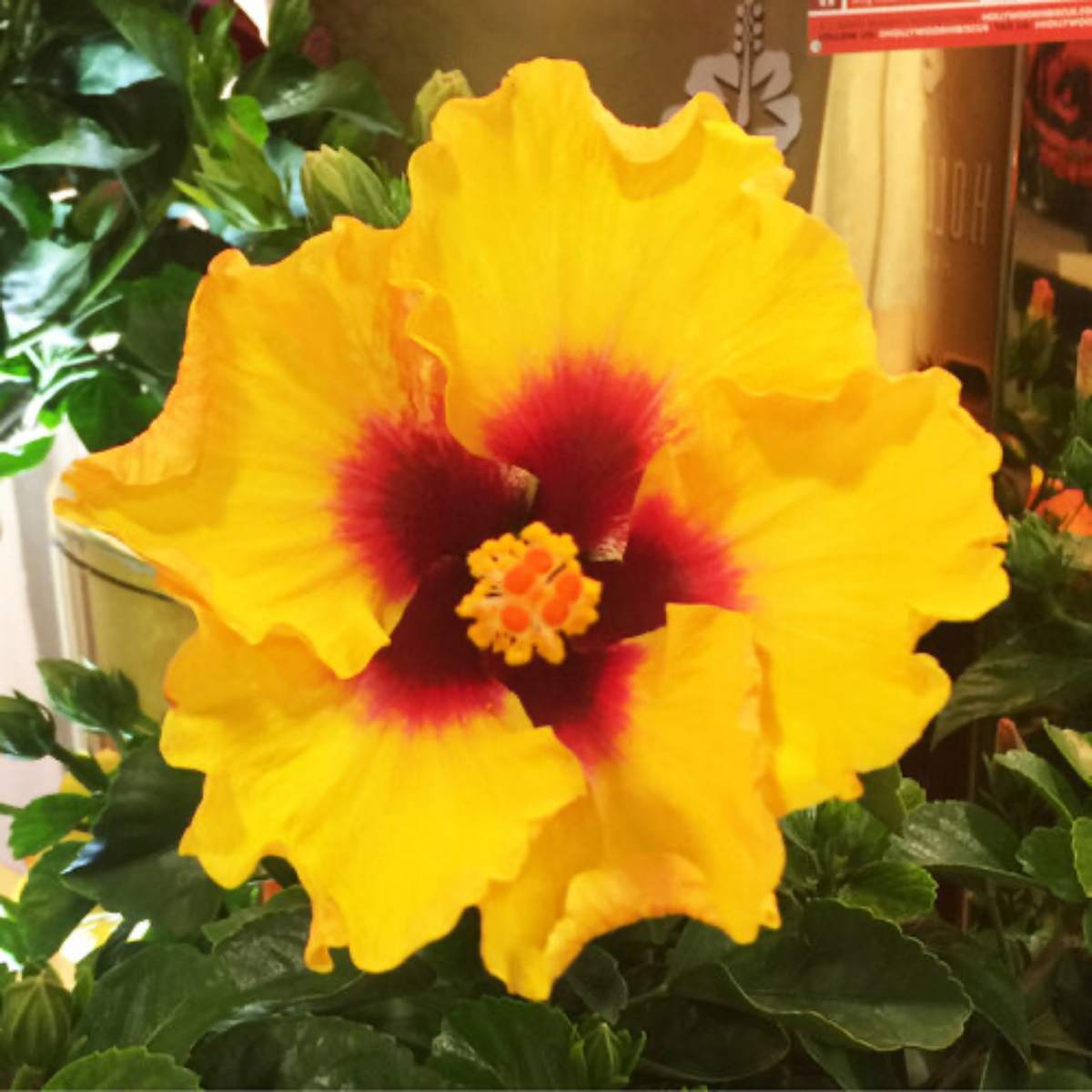 a close up of a bright yellow Hollywood hibiscus rico suave flower with a vibrant orange centre surrounded by large green leaves