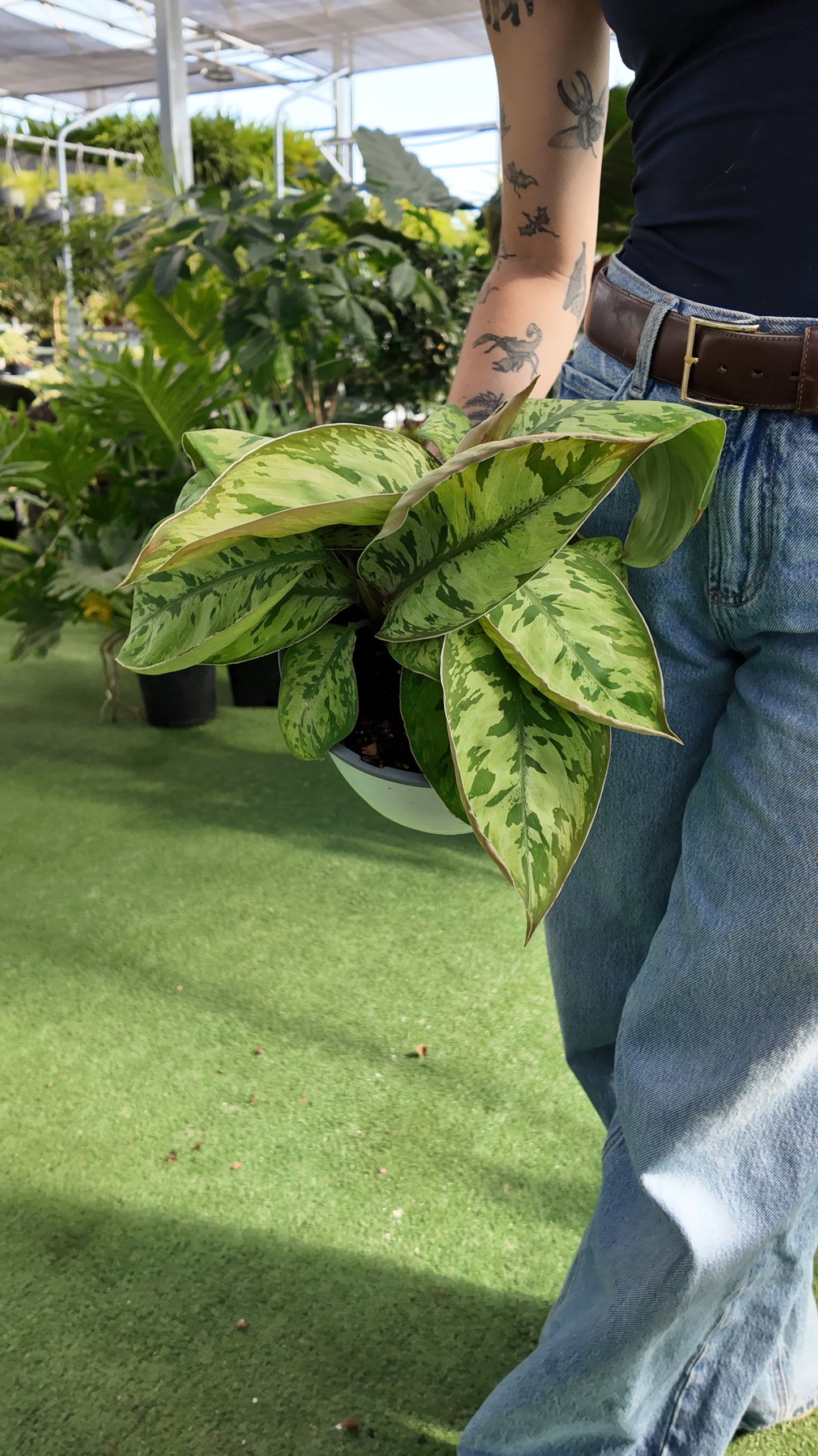 Person holding a potted Homalomena 'Selby' plant with green leaves in an outdoor setting
