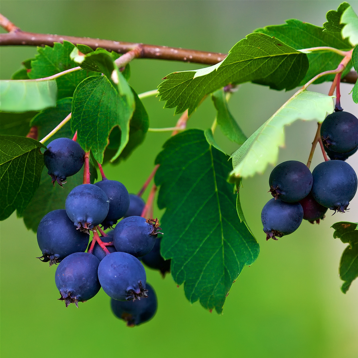 a close up of small bright blue honey wood Saskatoon berries with red stems attached to the wooden branch with many bright green leaves against a soft blurred green background