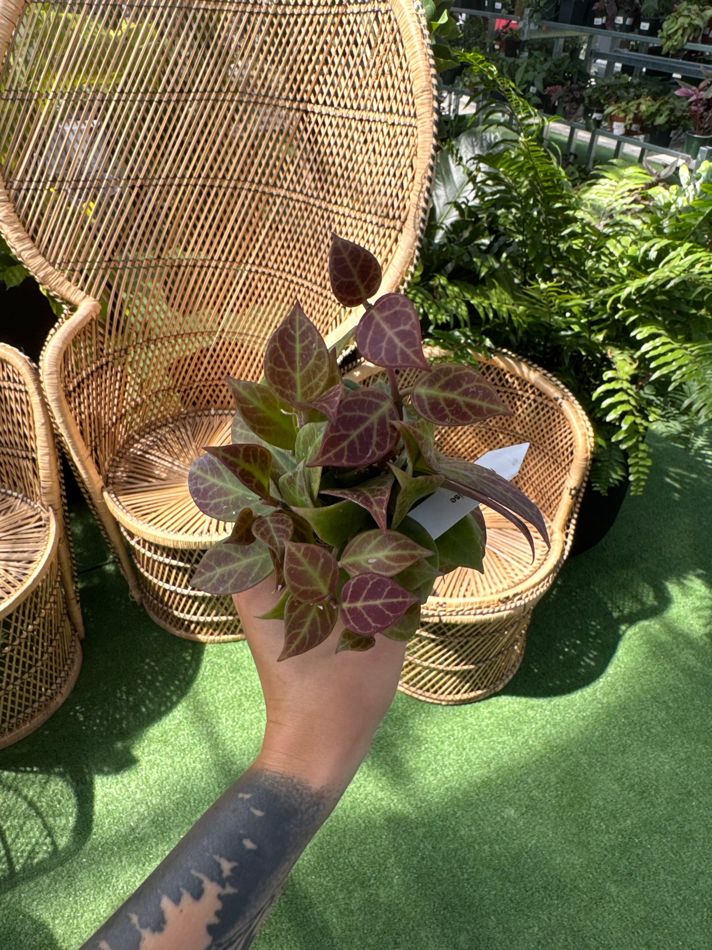 person holding a Hoya ‘Sunrise’ plant infant of wicker chairs