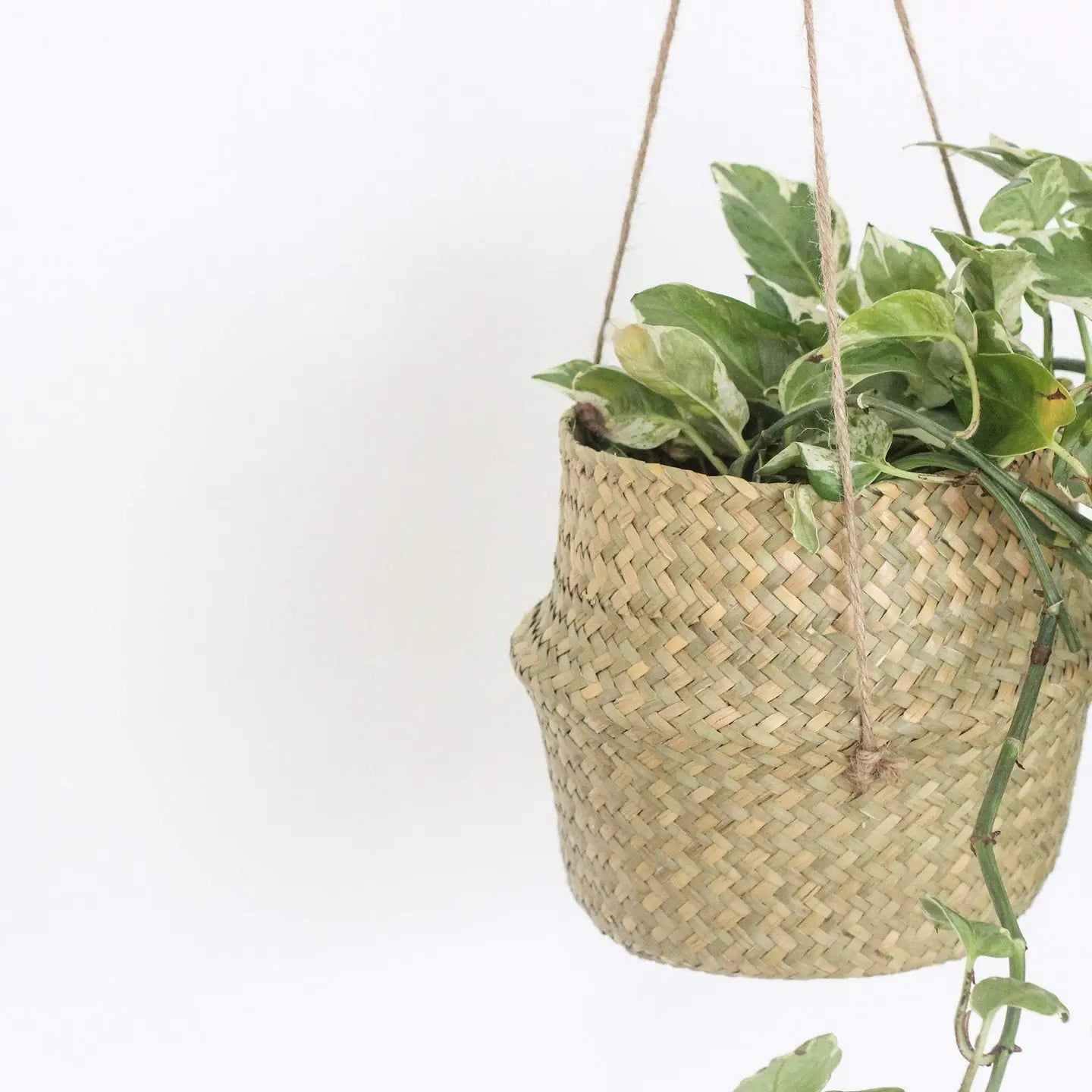 Boho Hanging Seagrass Belly Basket Planter