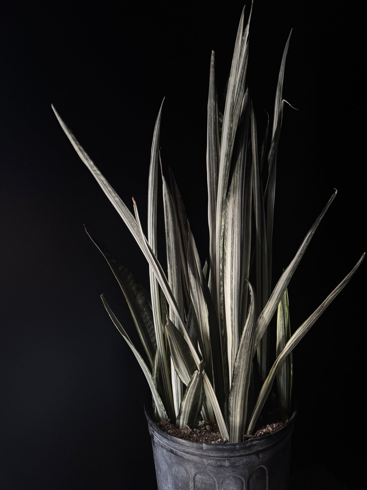 Sansevieria ‘Bantel’s Sensation’