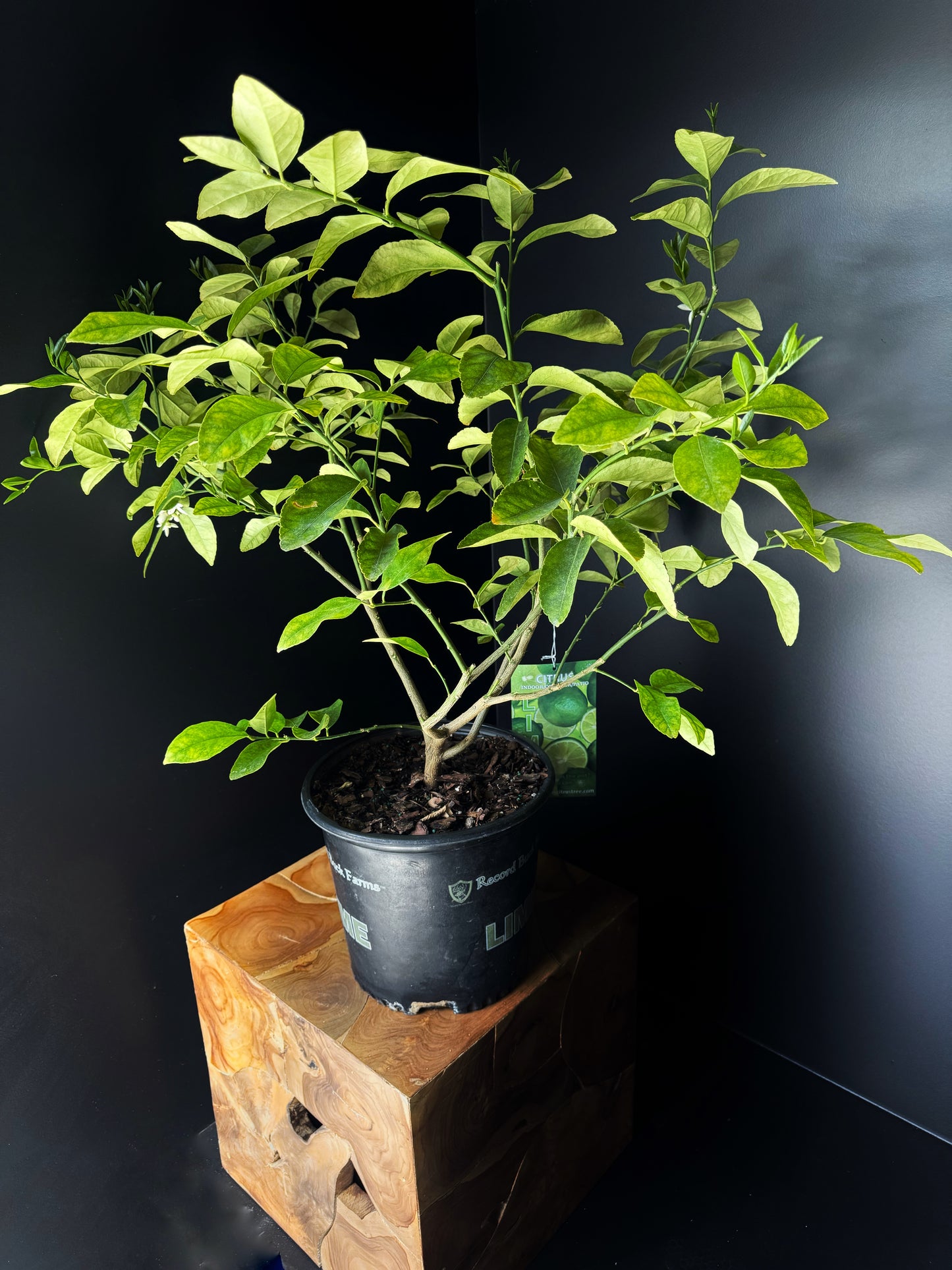 Citrus Persian Lime