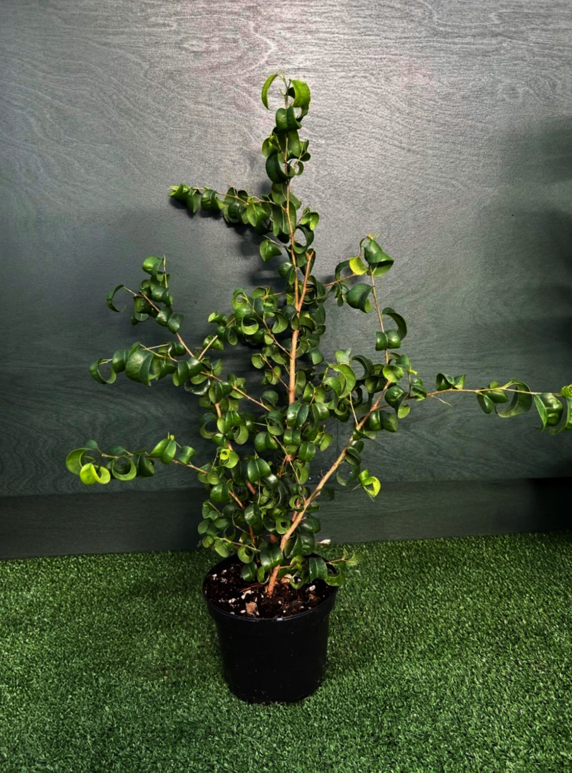 Ficus – Weeping Fig 'Curly' (Ficus benjamina 'Curly')