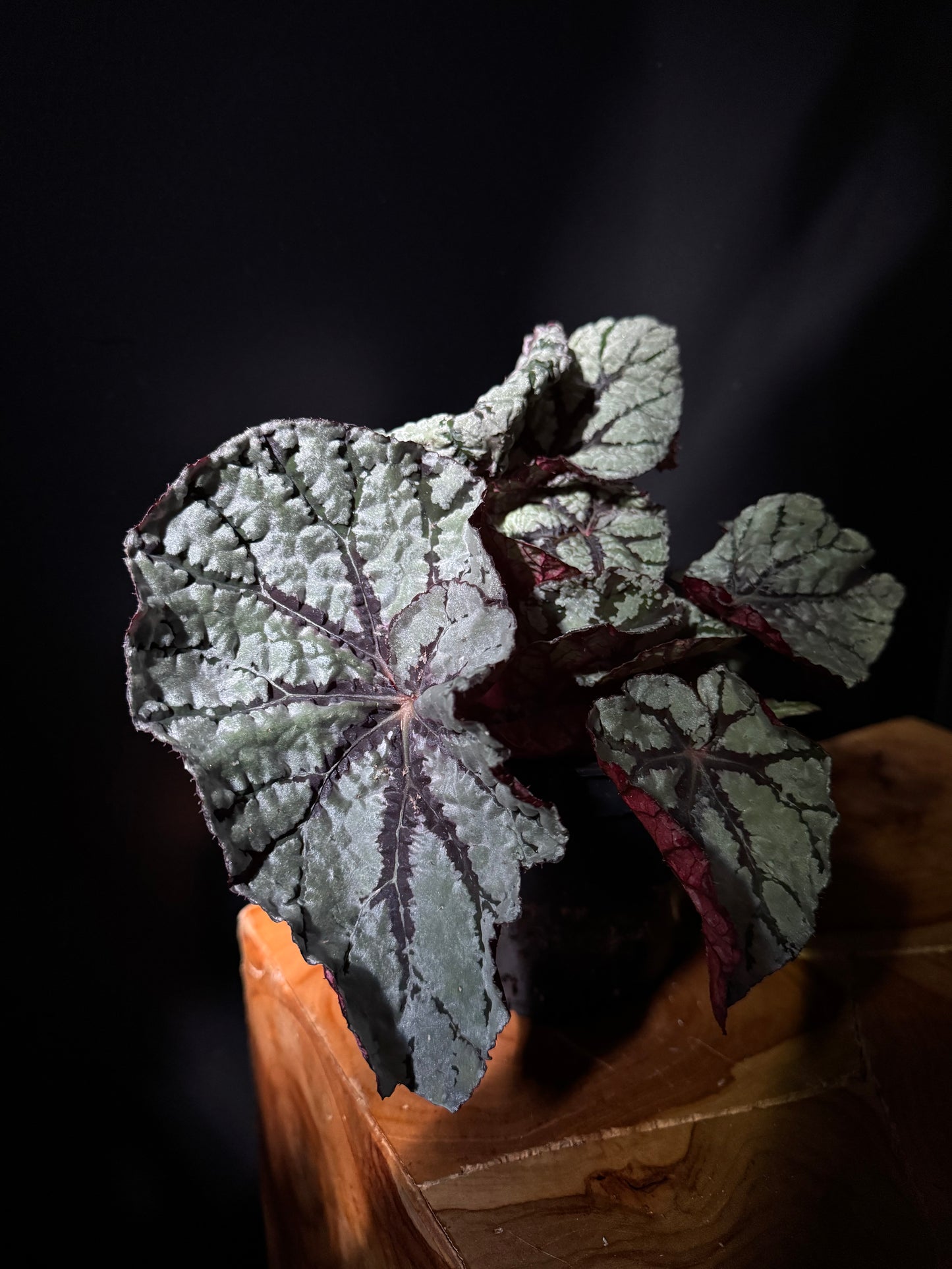 Begonia Rex Assortment