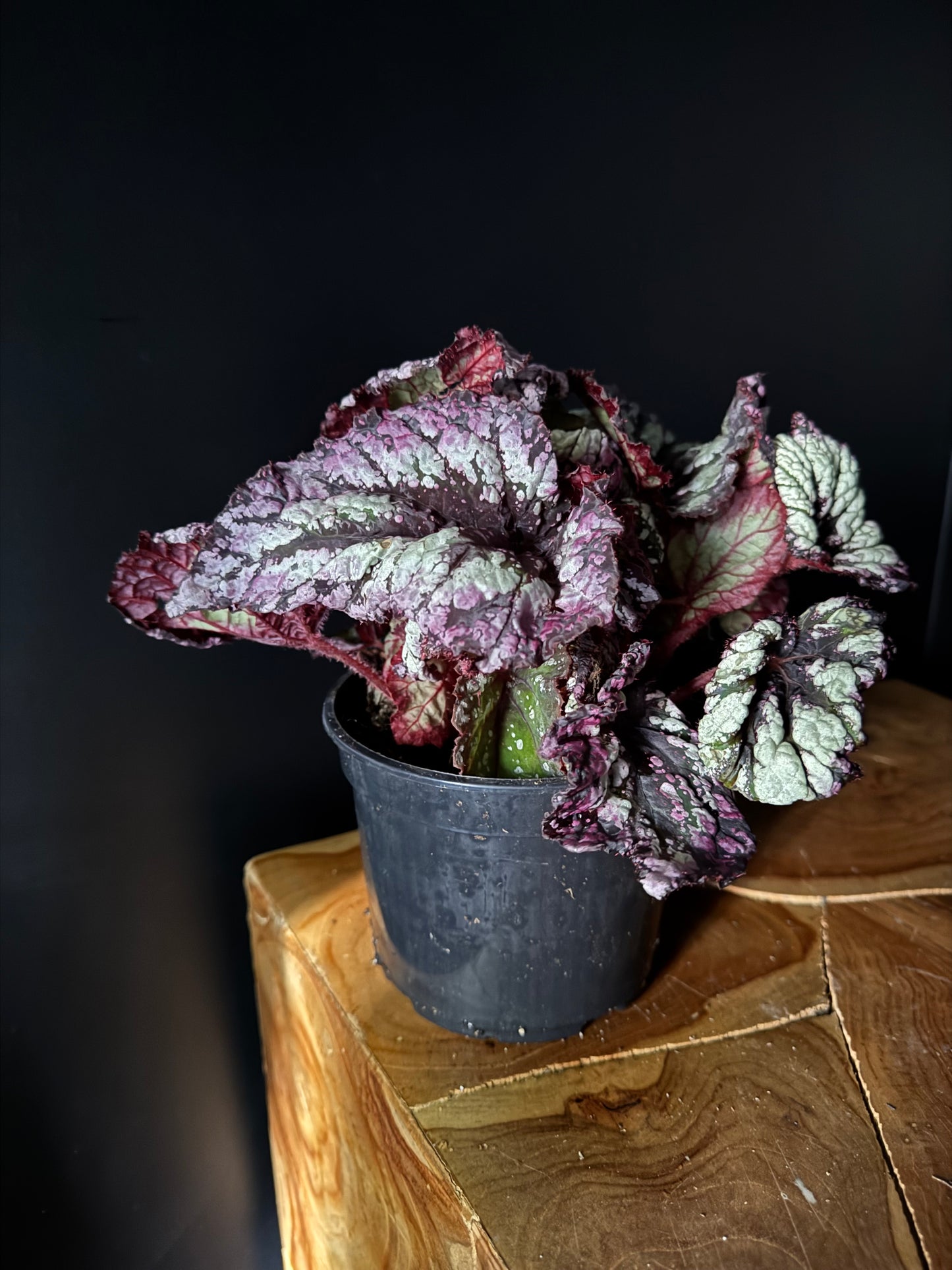 Begonia Rex Assortment