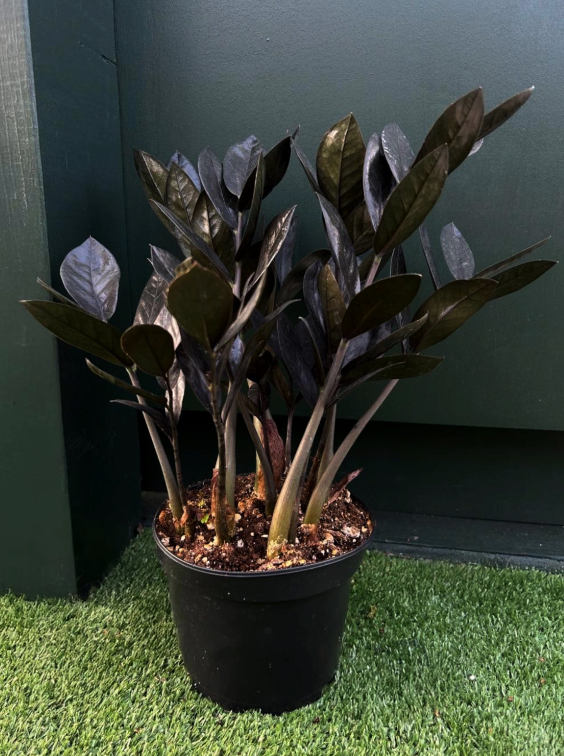 Zamioculcas 'Black Raven' (ZZ Plant