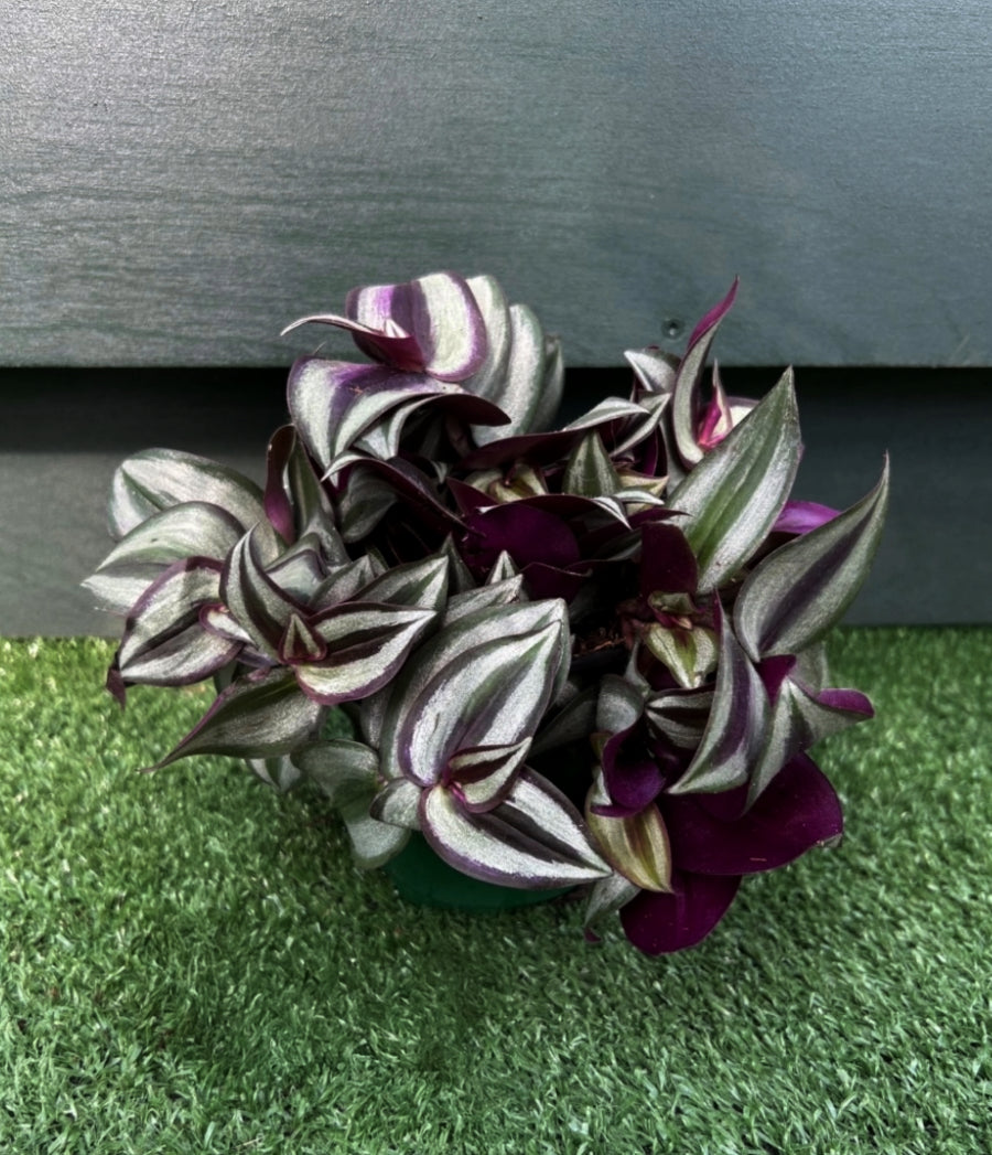 Tradescantia-Purple Inch (Tradescantia zebrina 'Purple Inch')