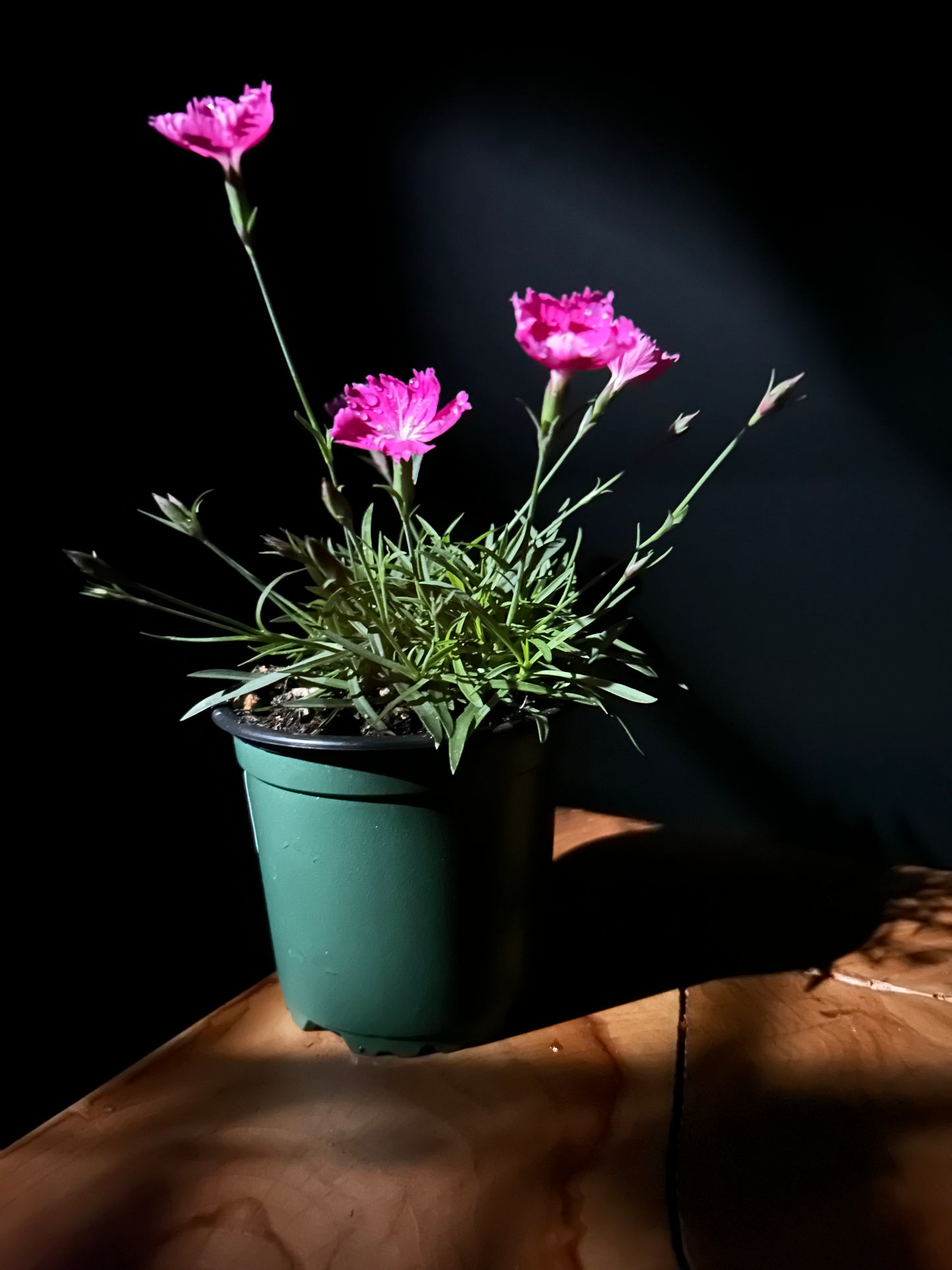 Dianthus ‘Kahori’