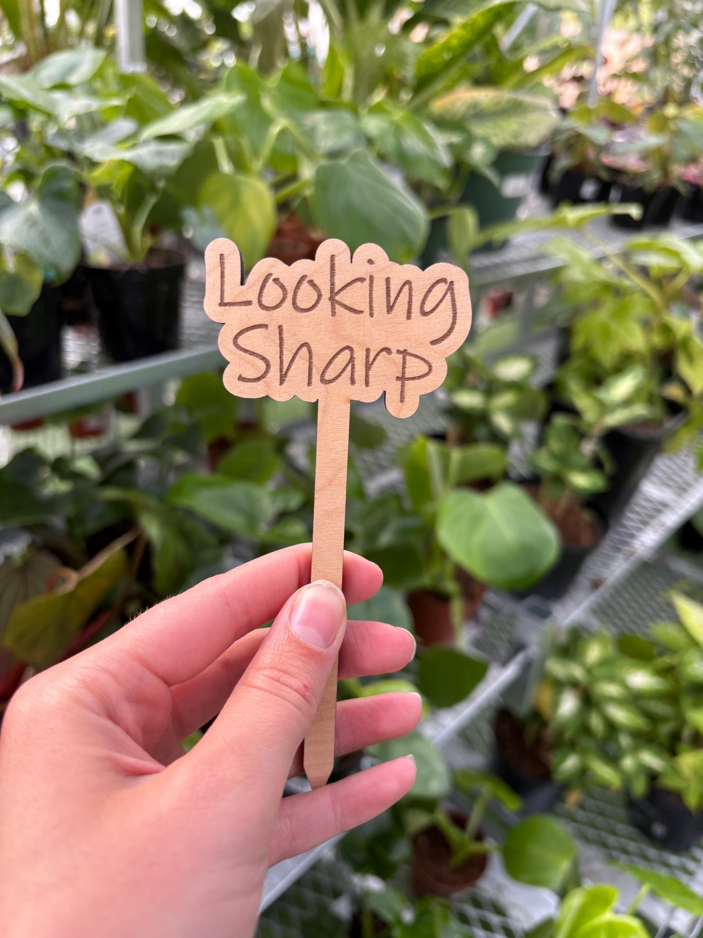Funny Plant Stakes – Humorous Plant Markers for Pots & Gardens