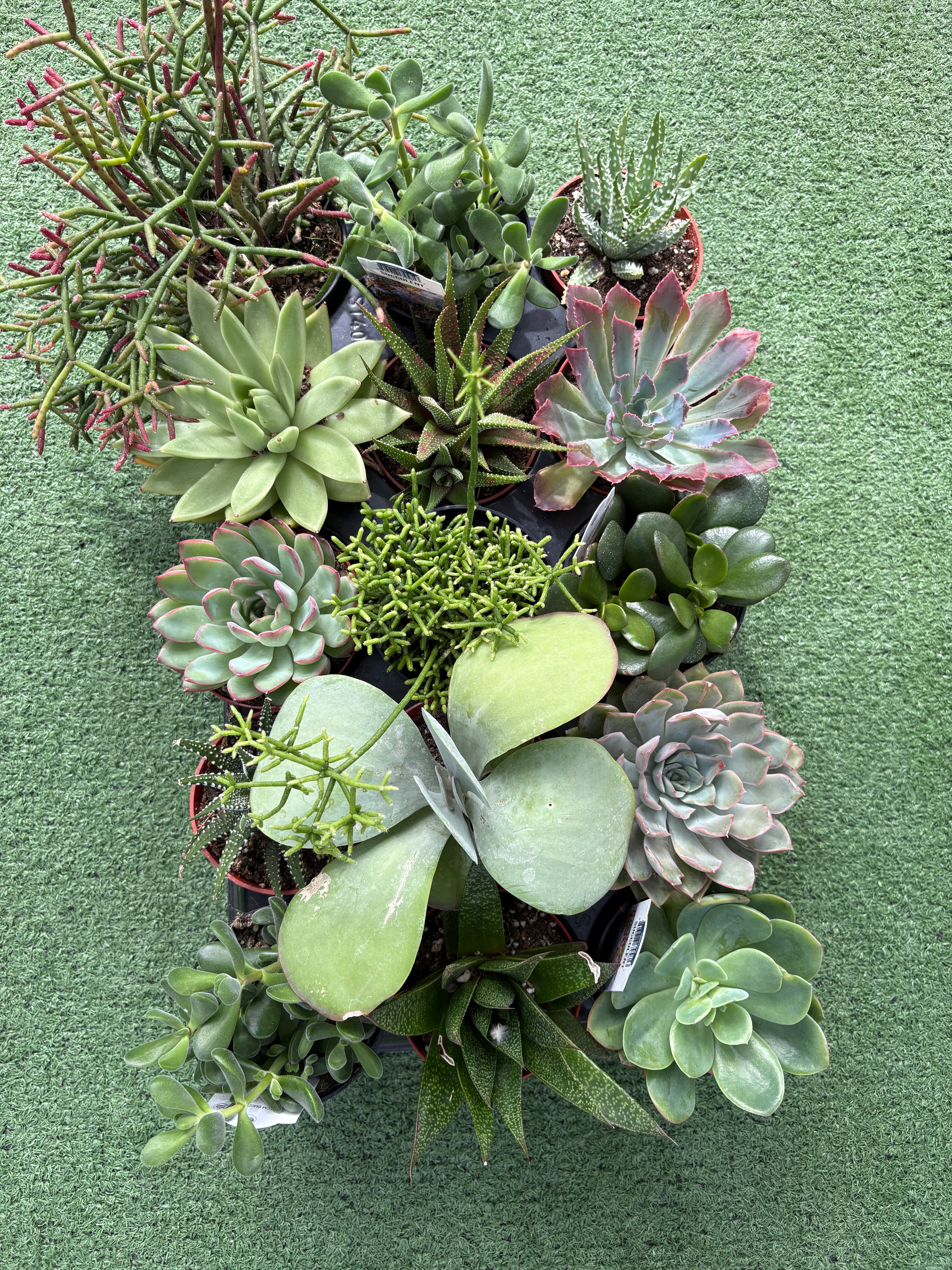 mixed succulent Assorted Succulents