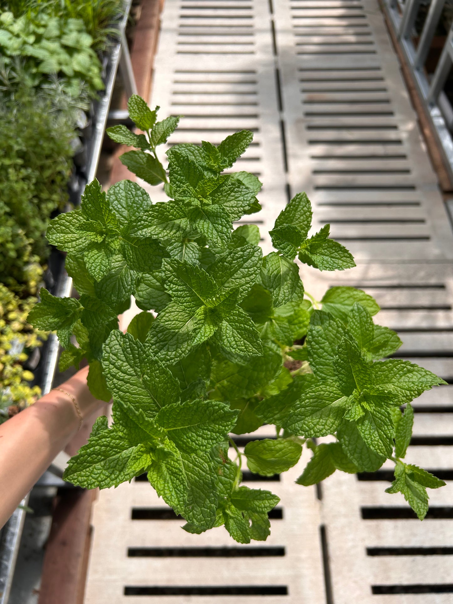 1G HERB MINT ASSORTMENT
