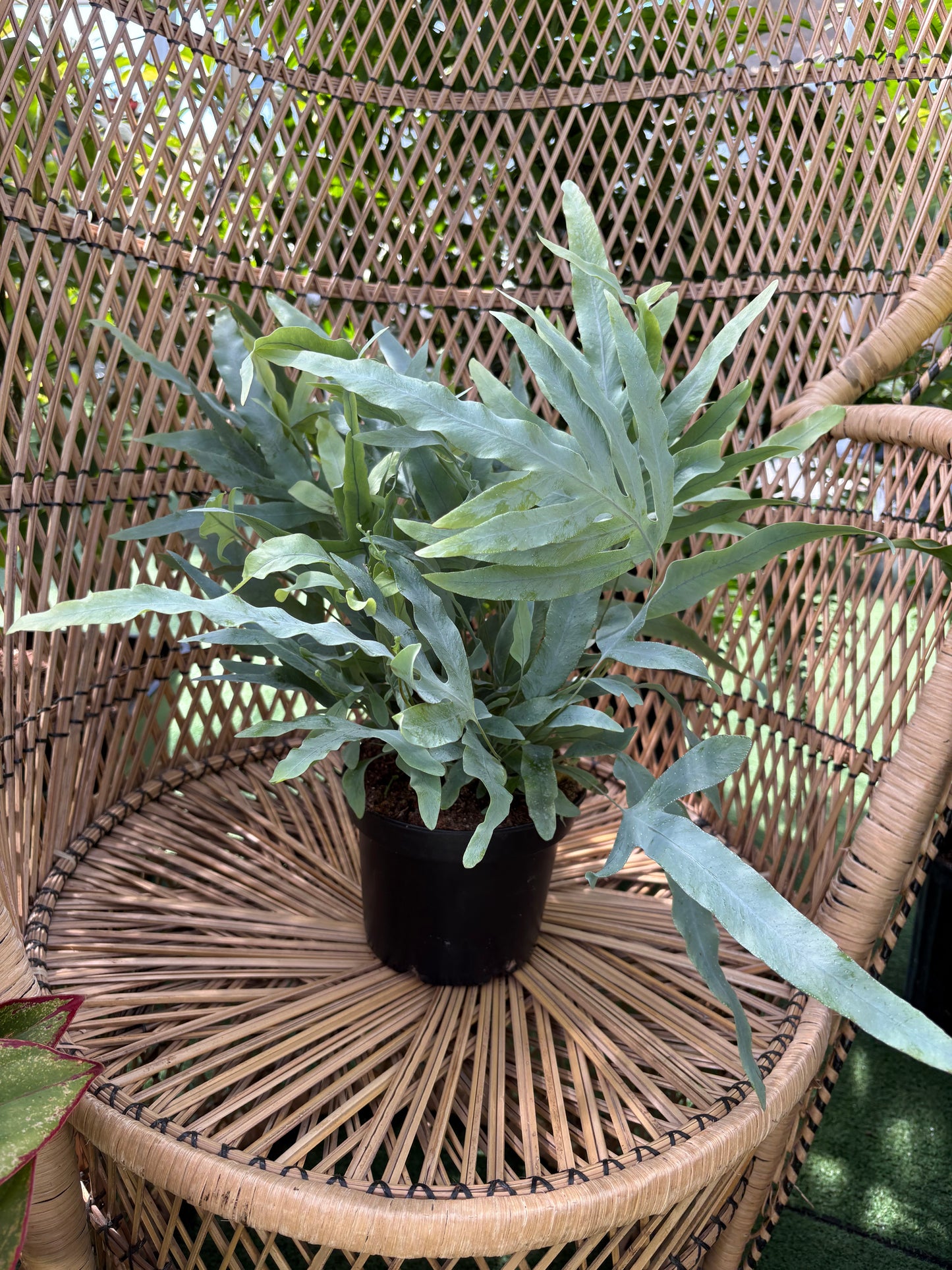 Fougère Davana étoile bleue