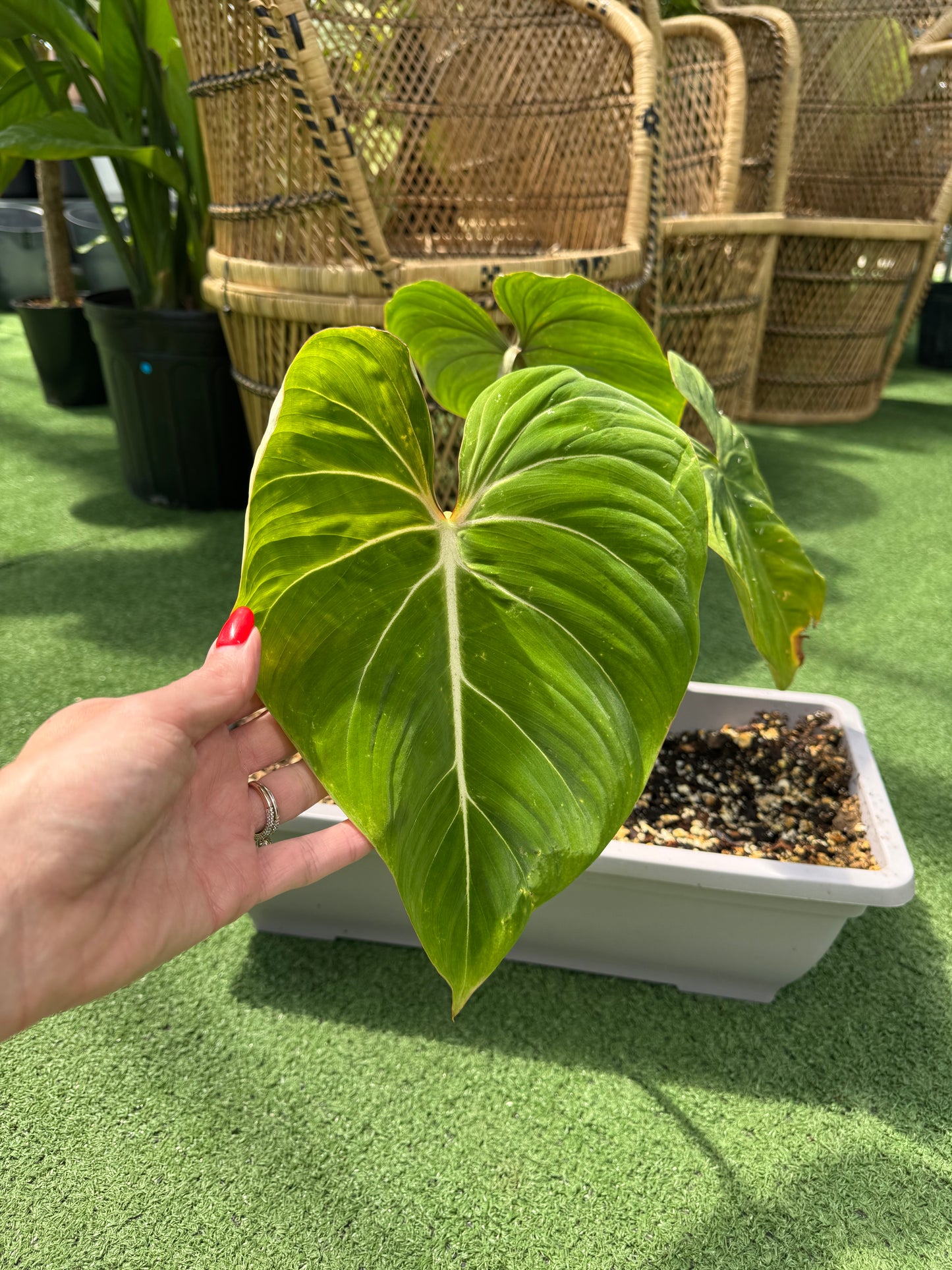 a picture of a philodendron gloriosum with a person holding onto the leaf with wicker chairs in a greenhouse