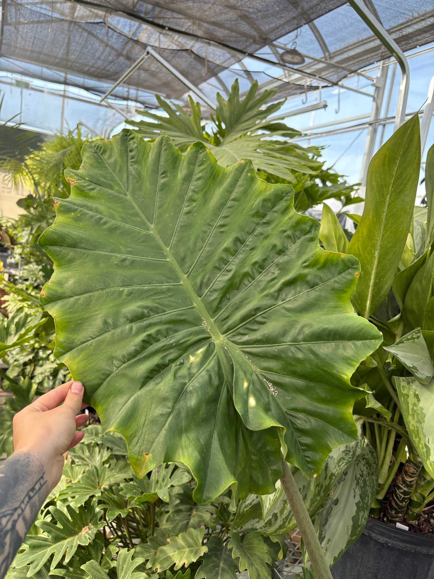 Alocasia Portora