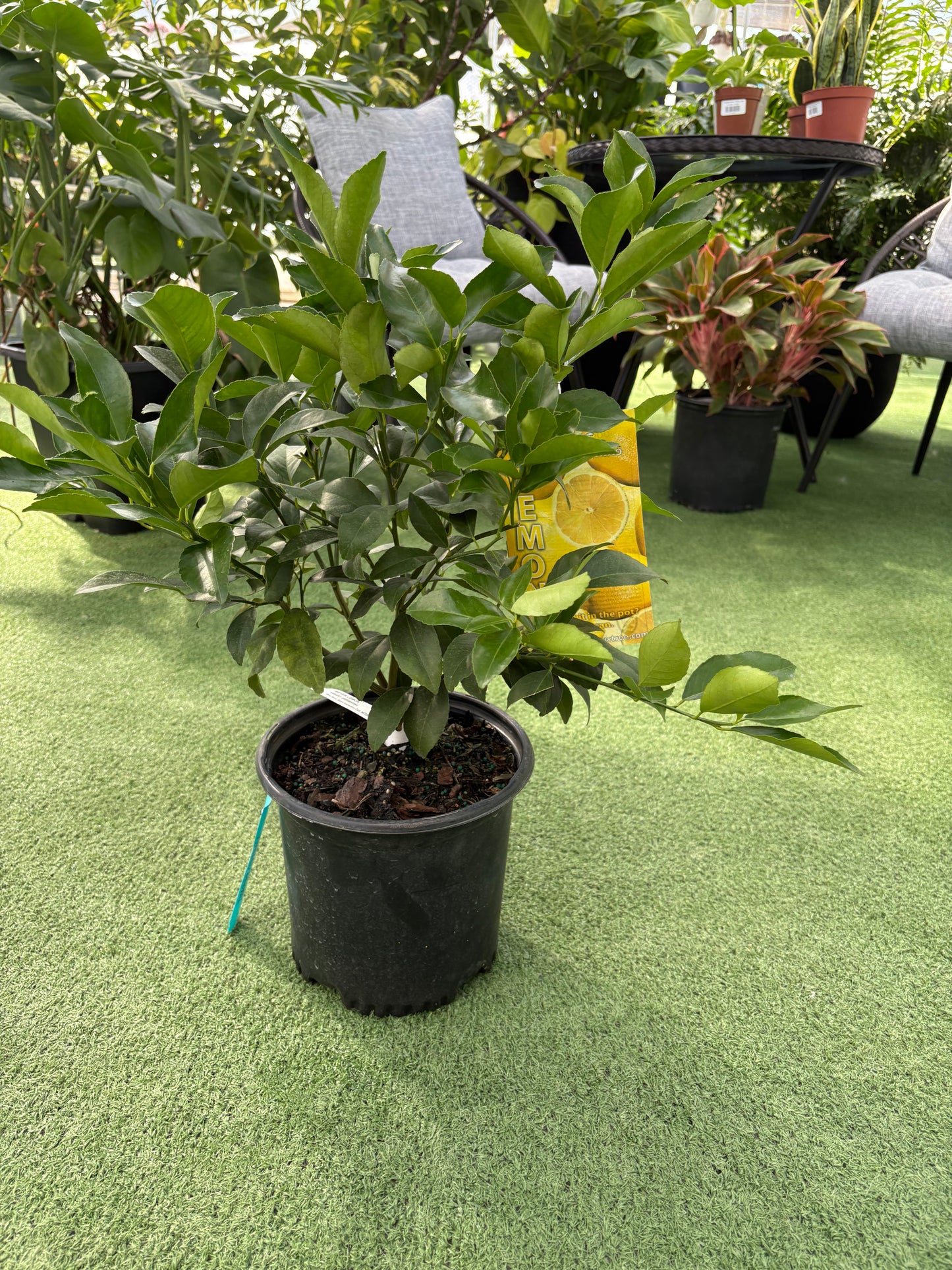Citrus Key Lime Tree