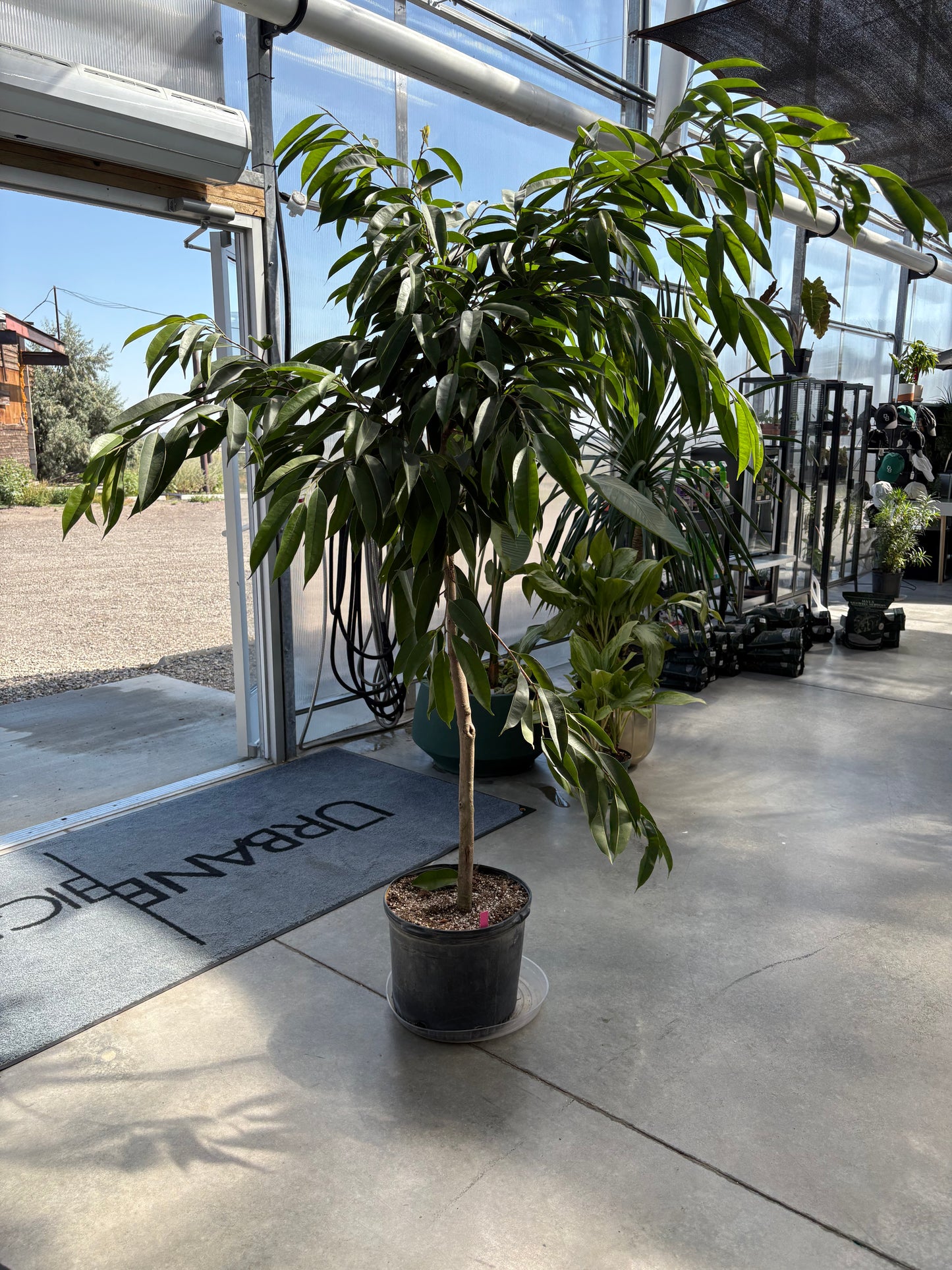 Ficus Amstel King