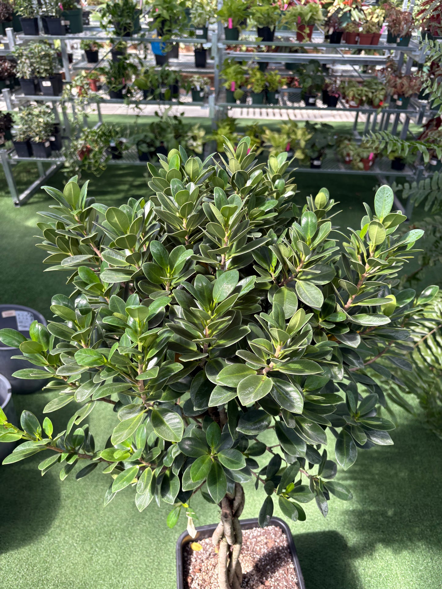 Ficus Isle Bush