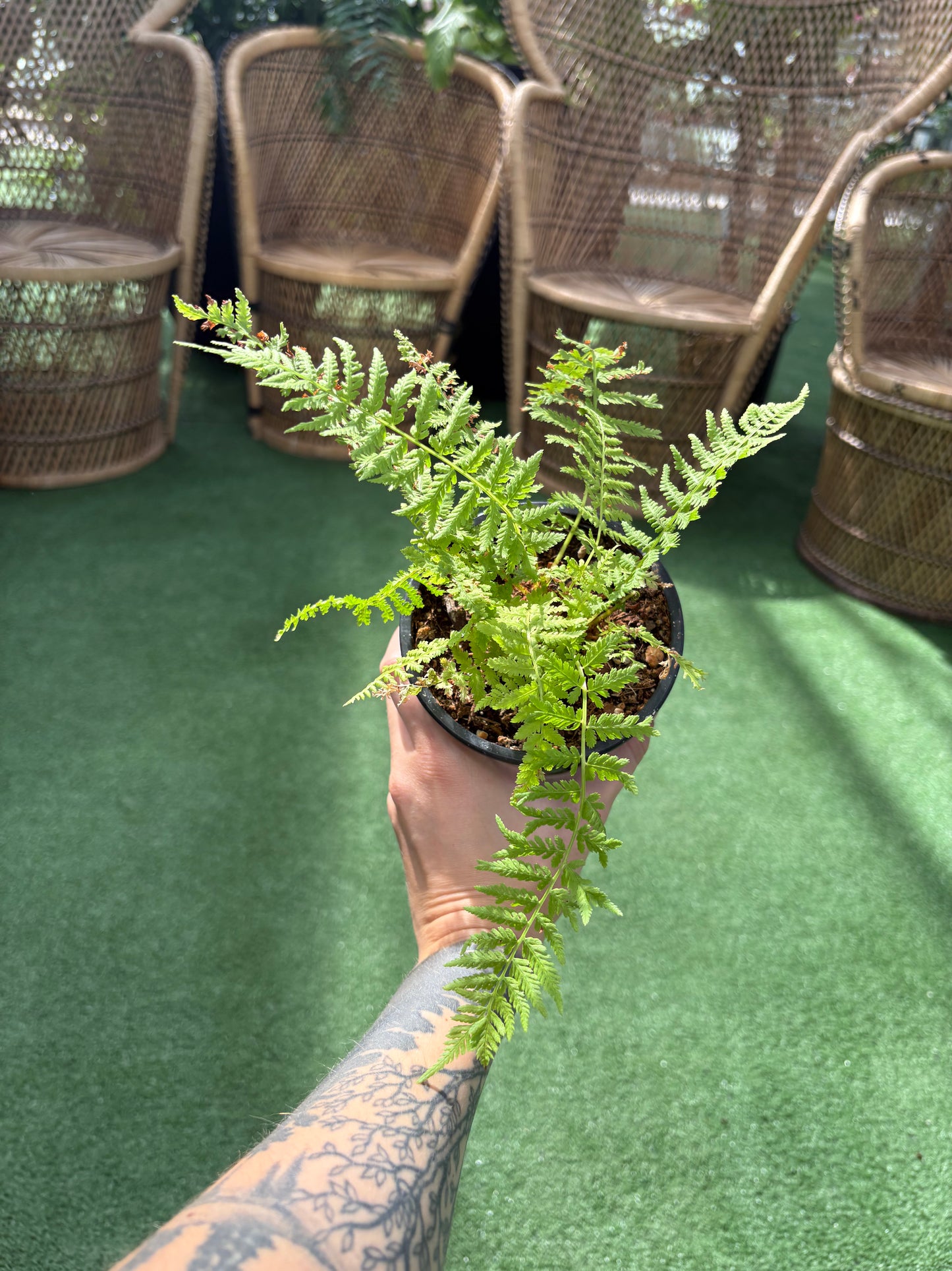 Lady Fern (Athyrium filix-femina)